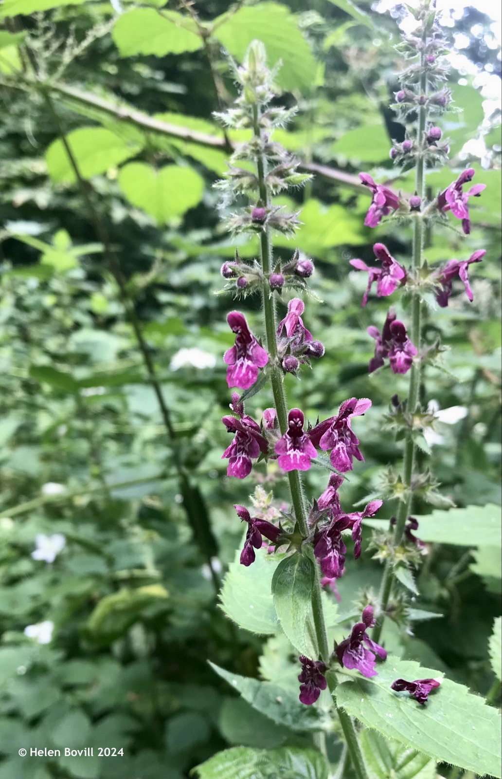 The purple flowers of Hedge Woundwort growing in the cemetery