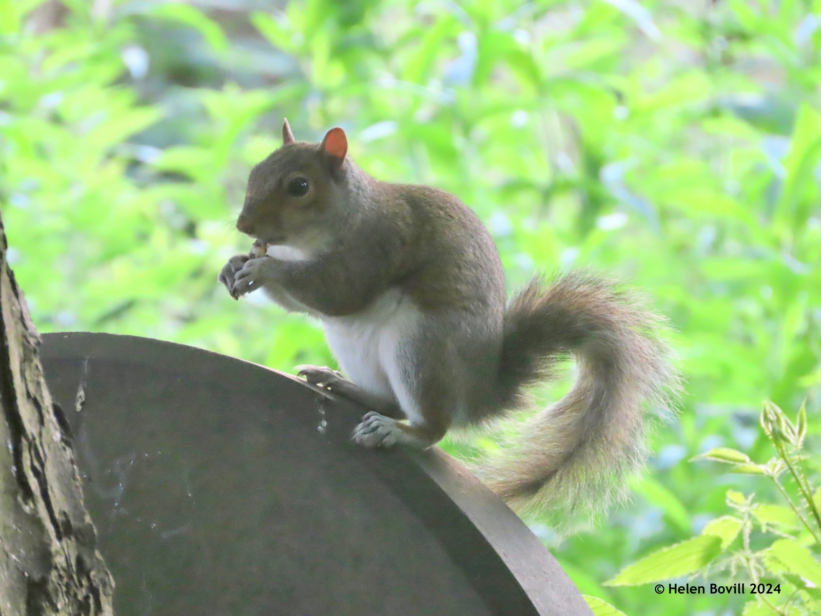 Squirrel having a snack on a headstone in the cemetery