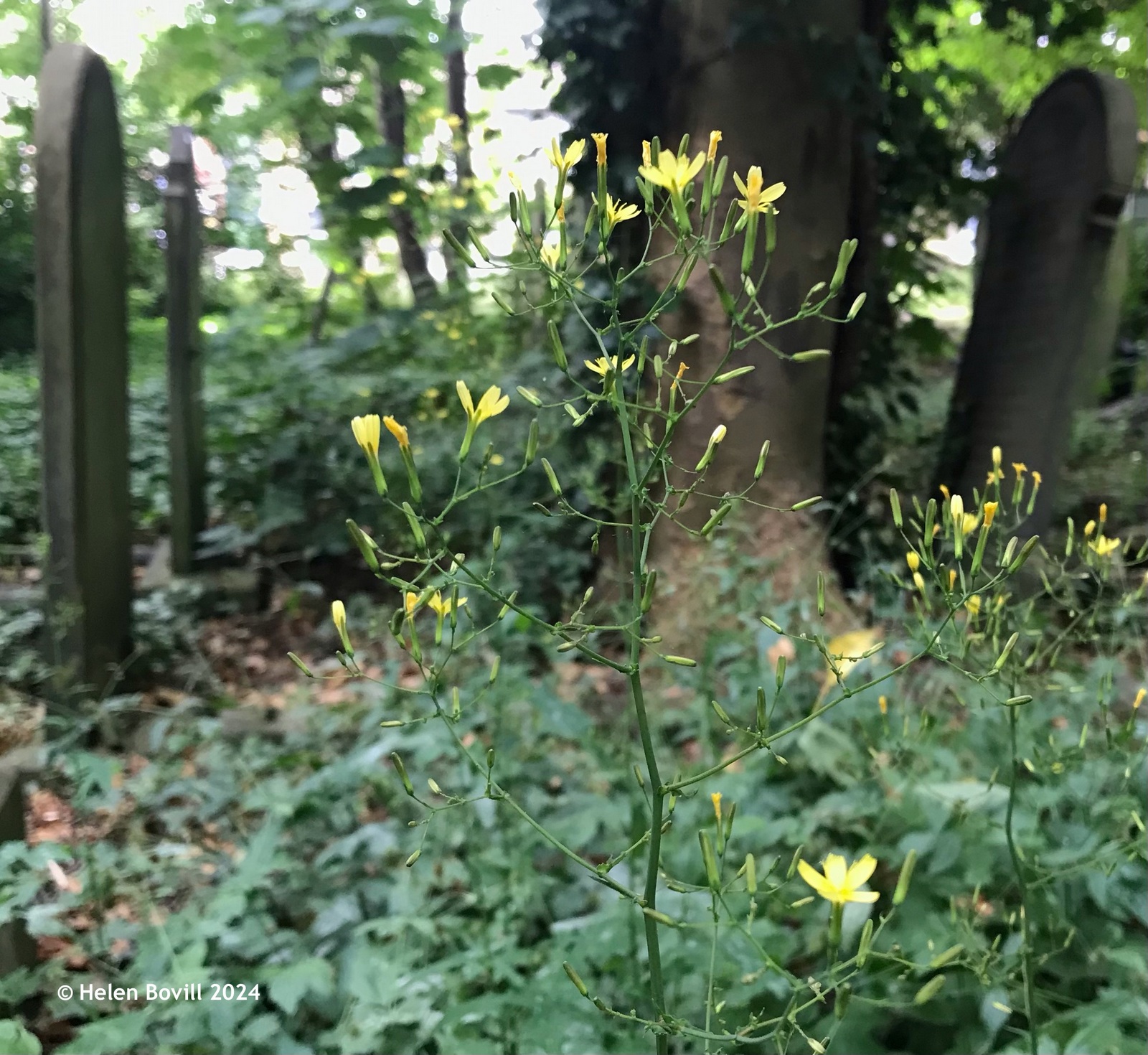 The tiny yellow flowers of Wall Lettuce, growing near some headstones in the cemetery