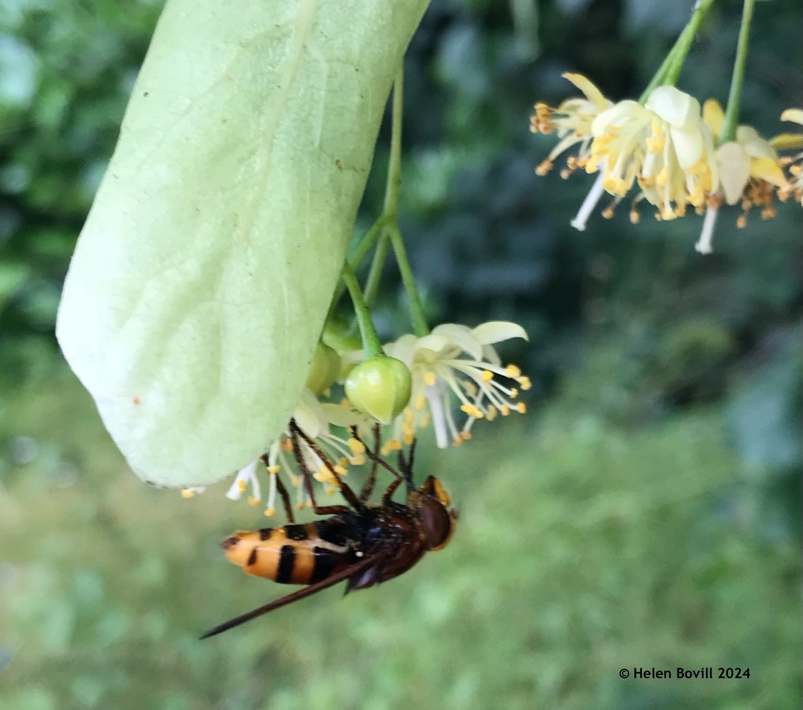 Hornet mimic hoverfly on a flowering tree