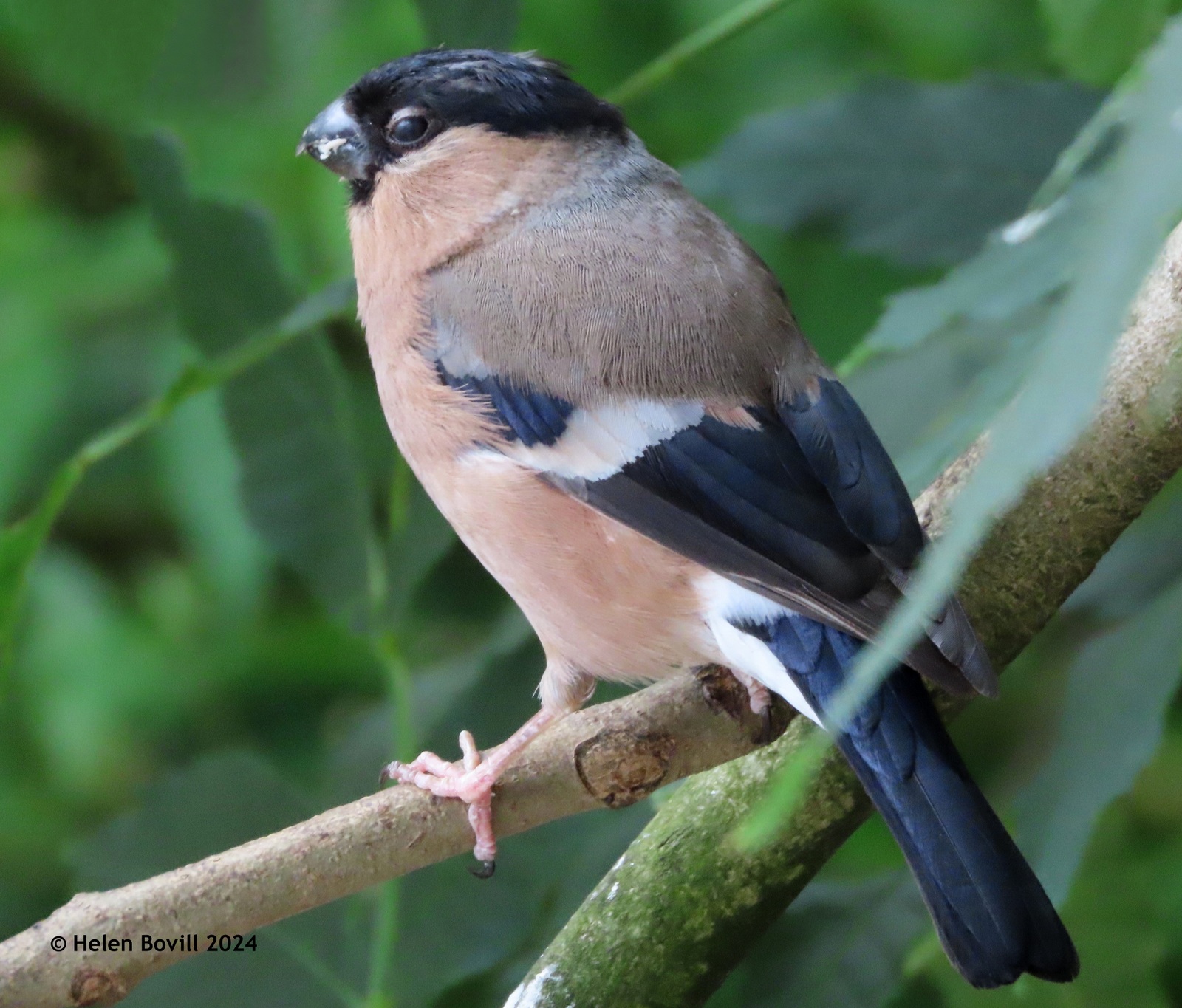 A female bullfinch in the cemetery