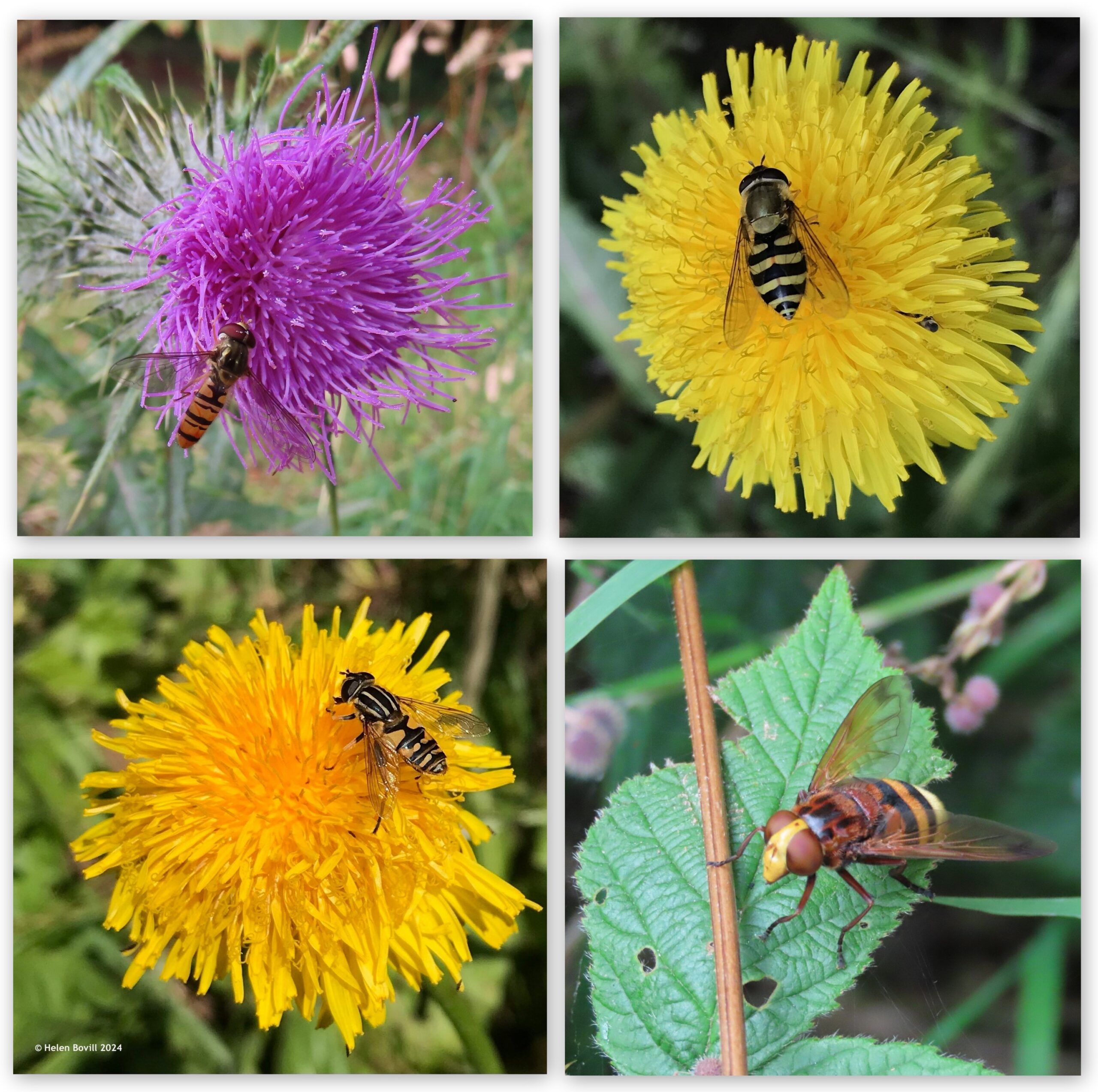 Four photos showing different species of hoverfly in the cemetery