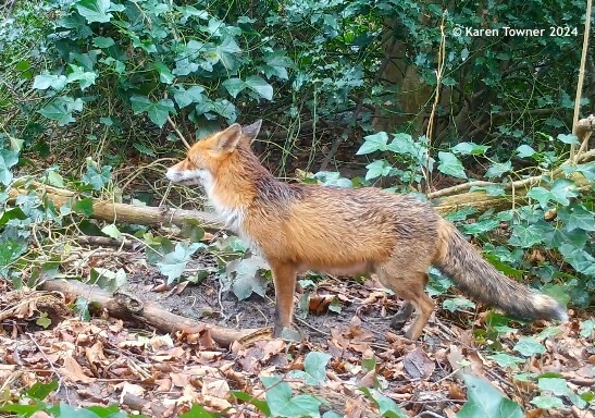 A Fox in the cemetery