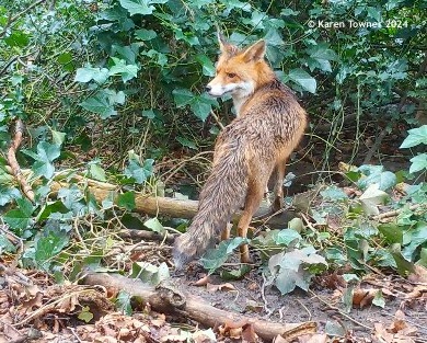 a Fox in the cemetery