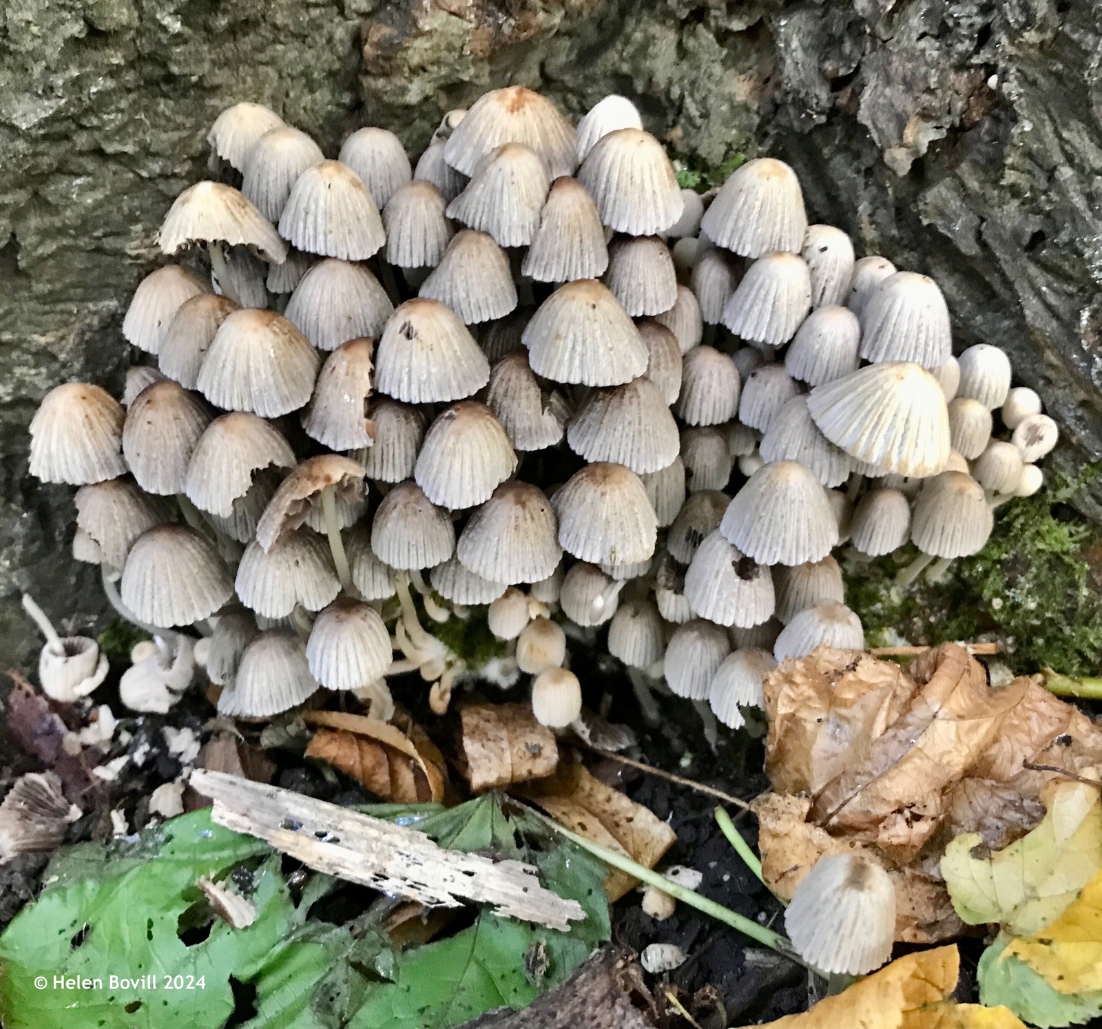 A cluster of tiny Fairy Inkcap mushrooms at the base of a tree in the cemetery