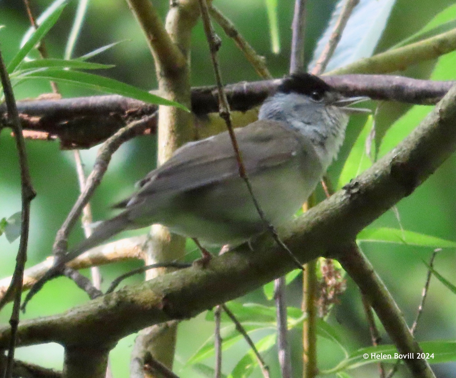 A male Blackcap singing in a tree in the cemetery