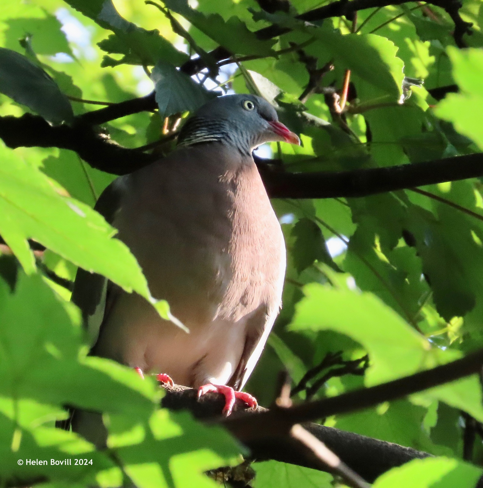 A Wood Pigeon in a tree in the cemetery