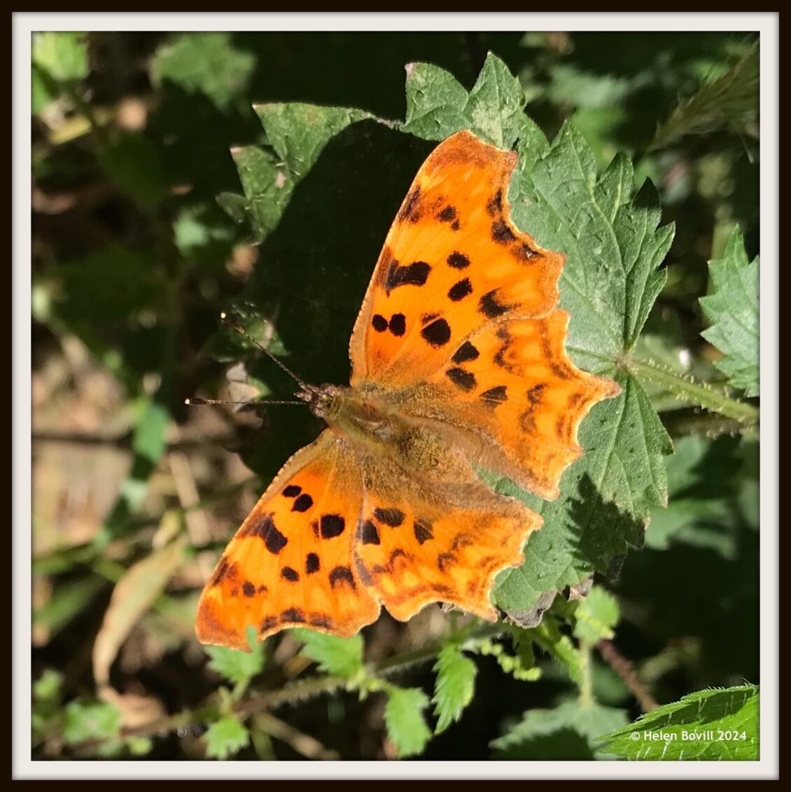 An orange Comma butterfly on a nettle