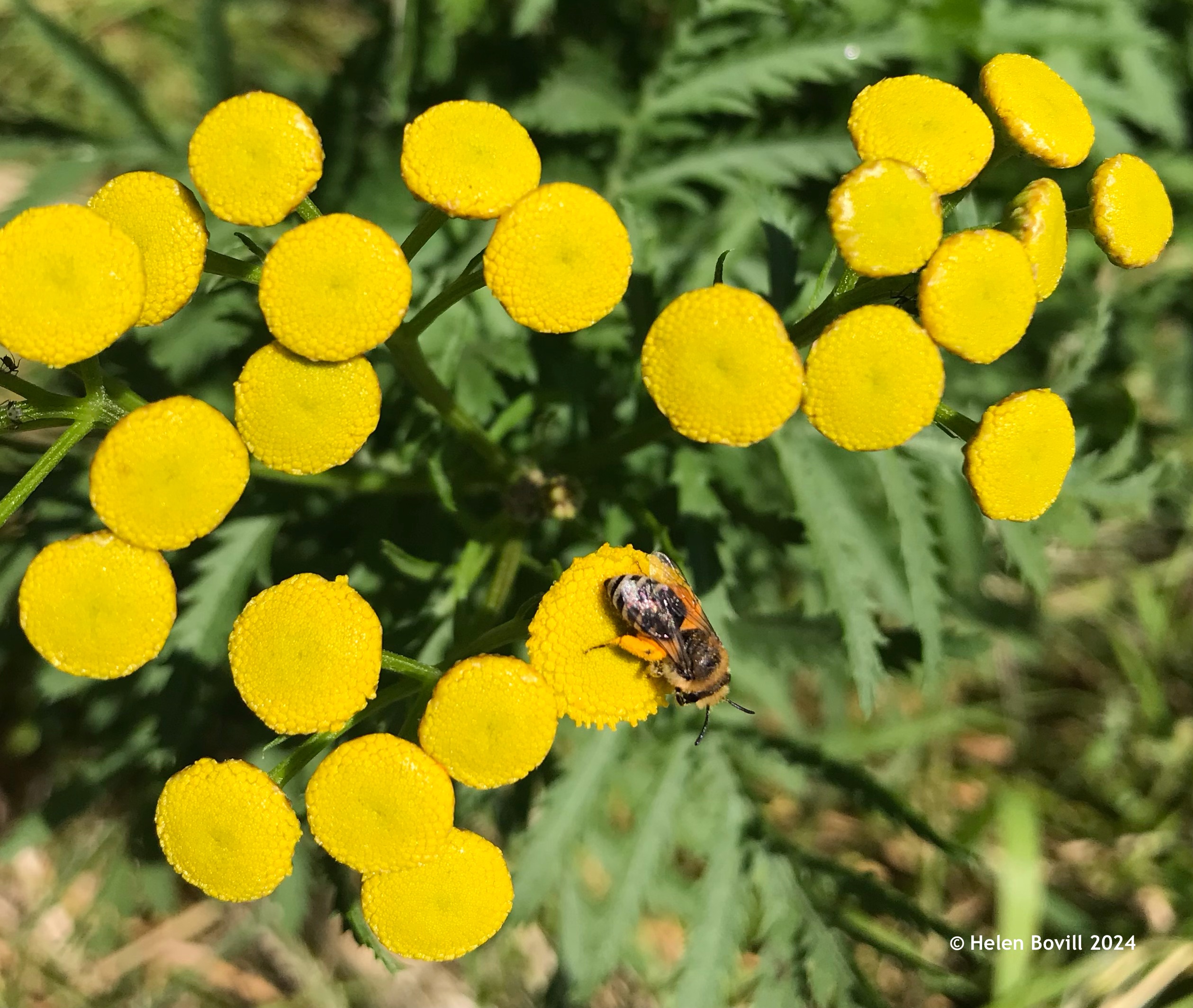 A small bee on some yellow Tansy flowers