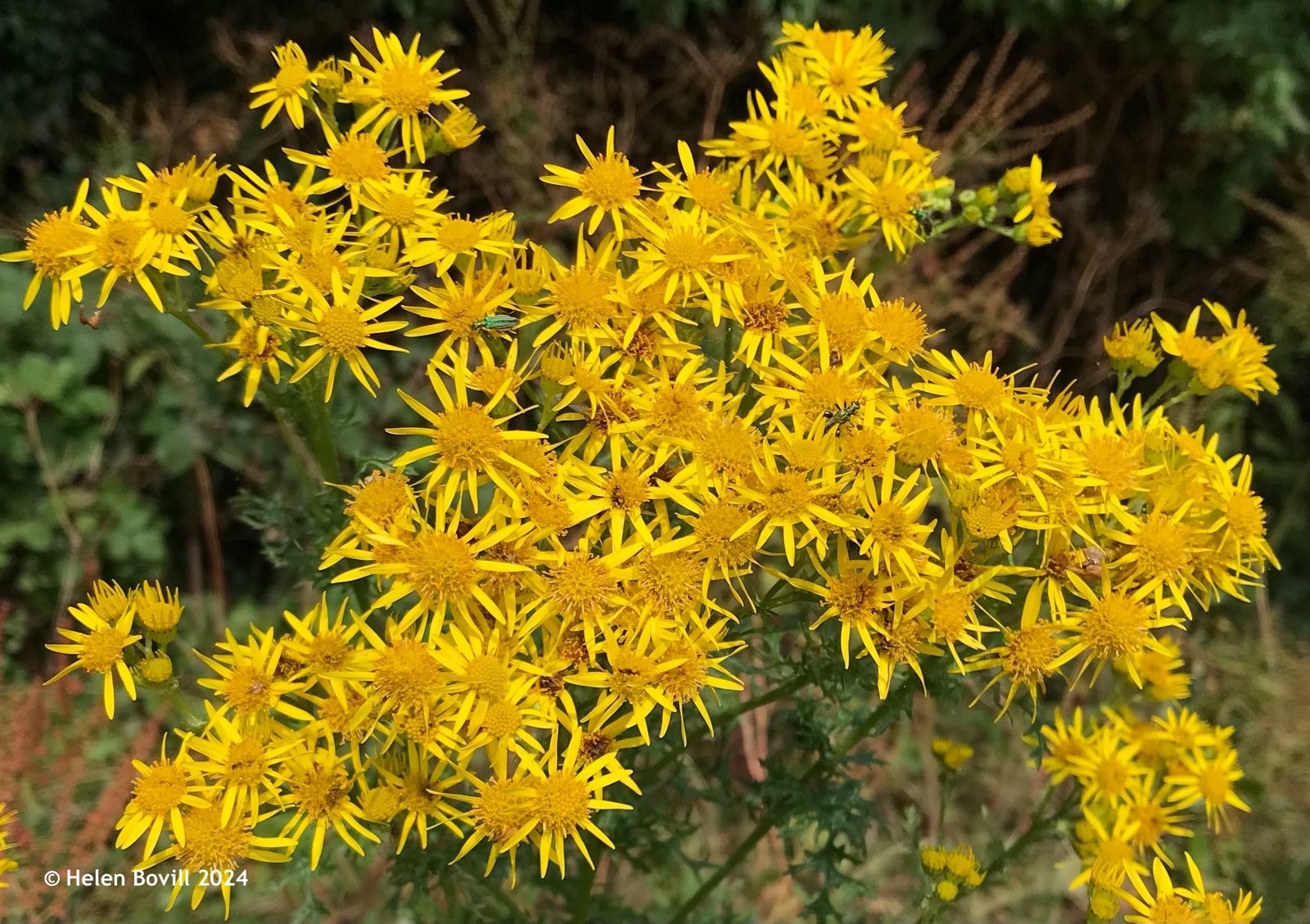 The yellow flowers of the Ragwort 