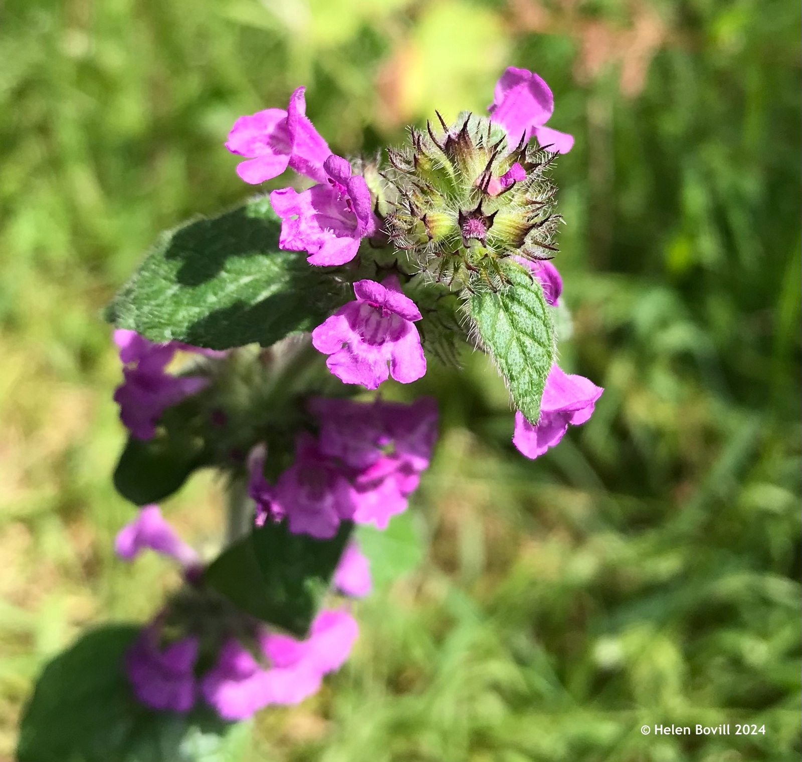 The pink flowers of Wild Basil