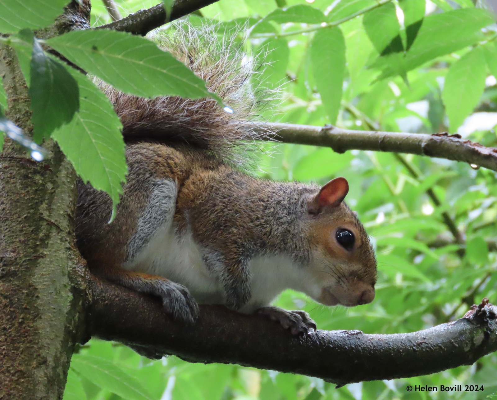 A squirrel in a tree