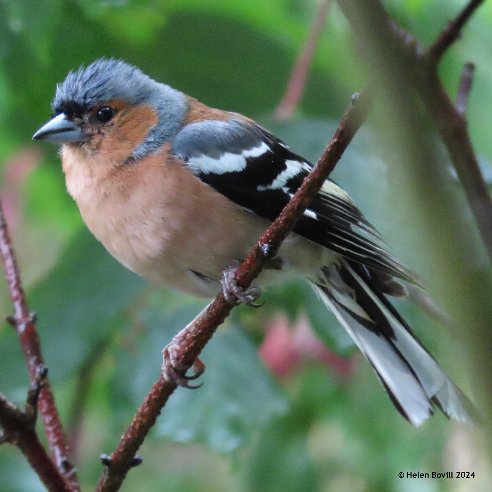 A male Chaffinch in a tree in the cemetery