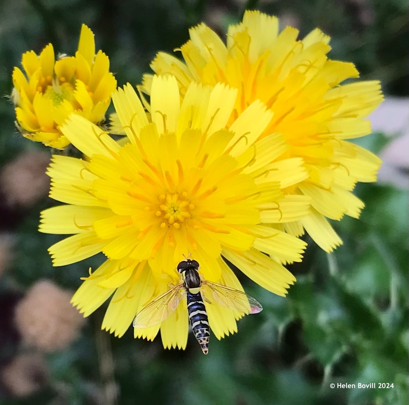 A Small Globetail hoverfly on a yellow flower in the cemetery