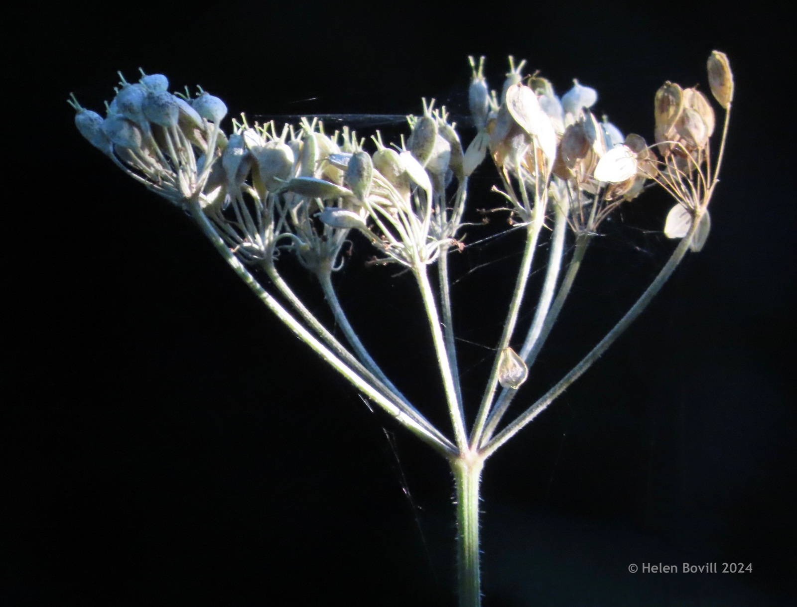 Dried up Hogweed seed head in the cemetery