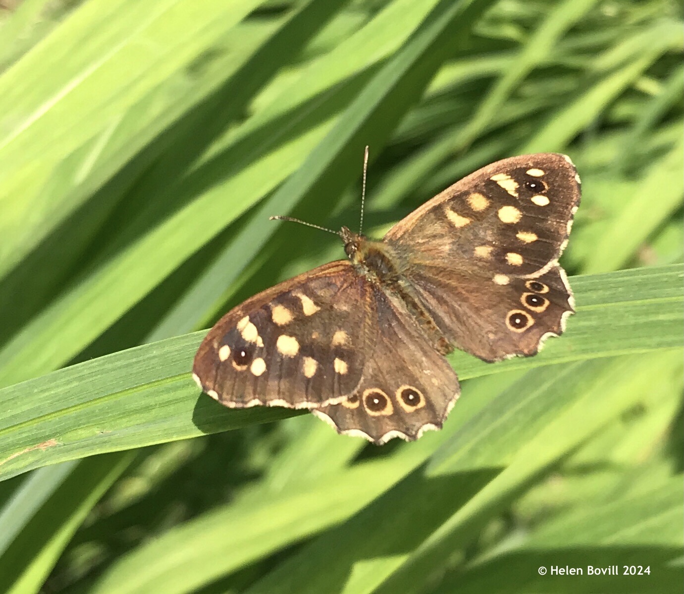 A brown Speckled Wood butterfly on the thin green leaves of Crocosmia