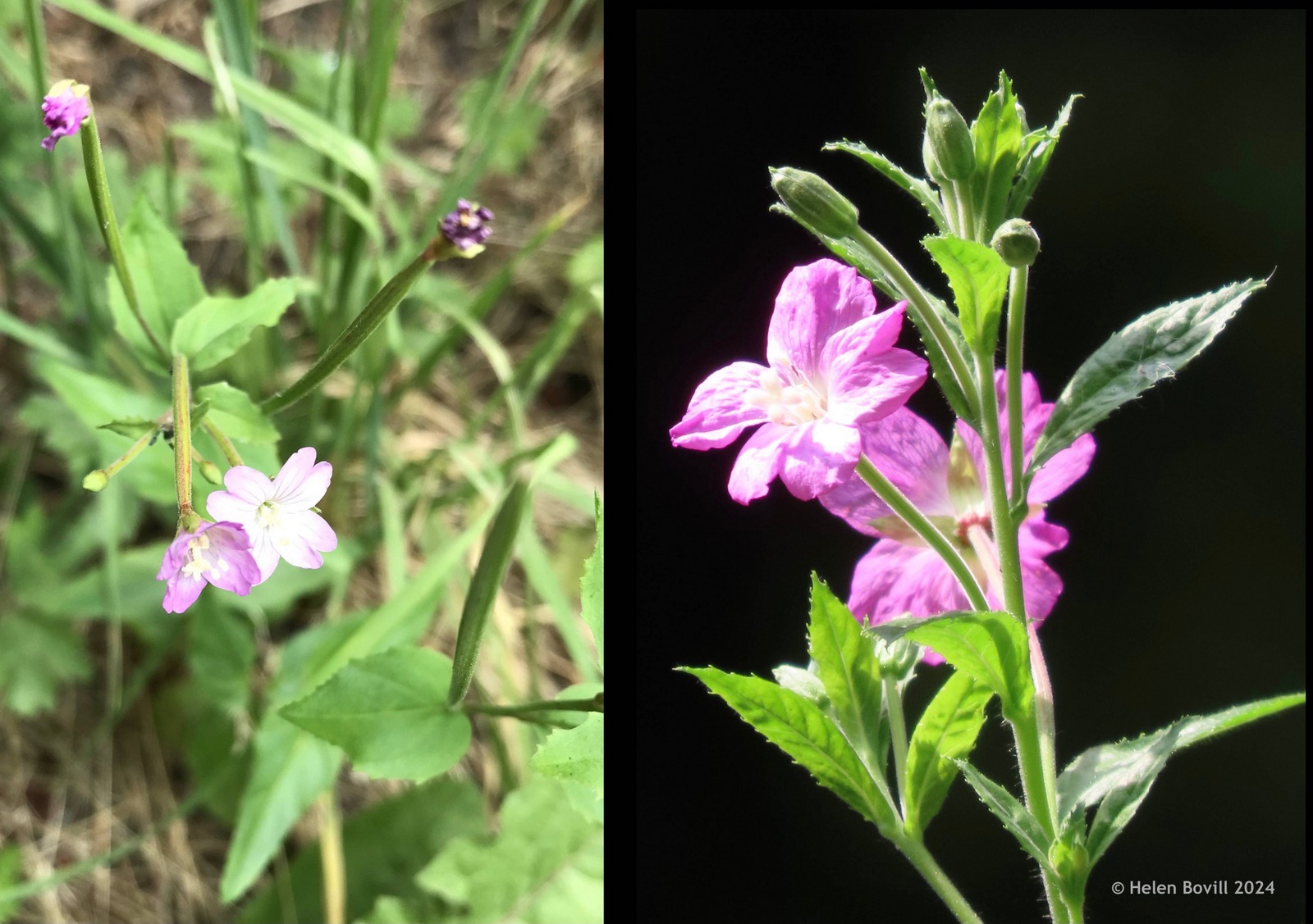 Two photos showing Broad-leaved Willowherb and Great Willowherb