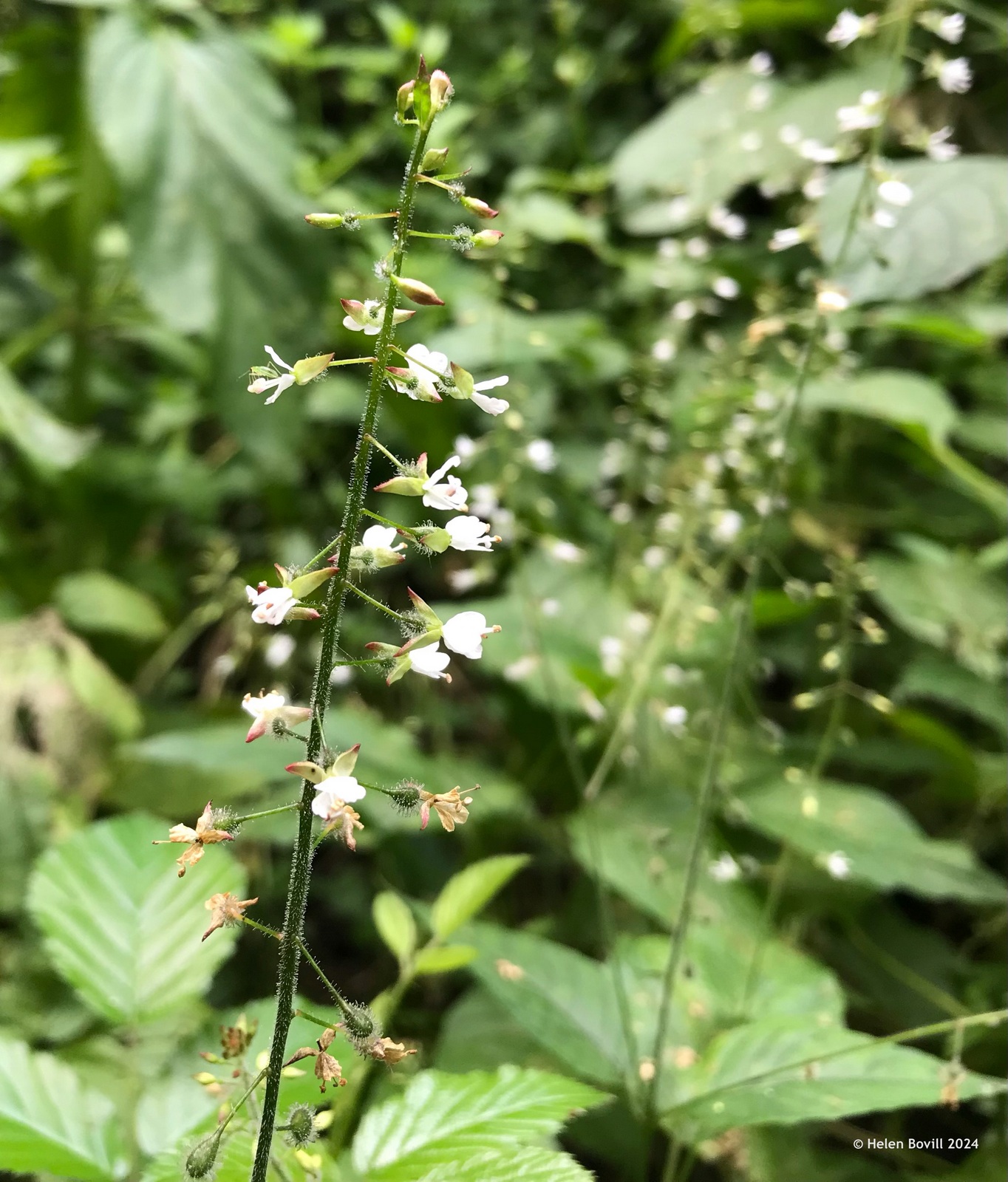 The tiny white flowers of Enchanter's-Nightshade