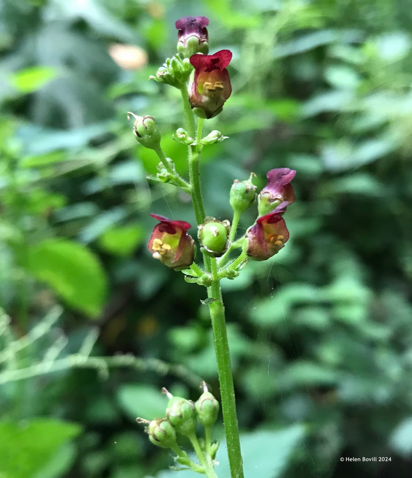 Figwort growing at the eastern end of the cemetery