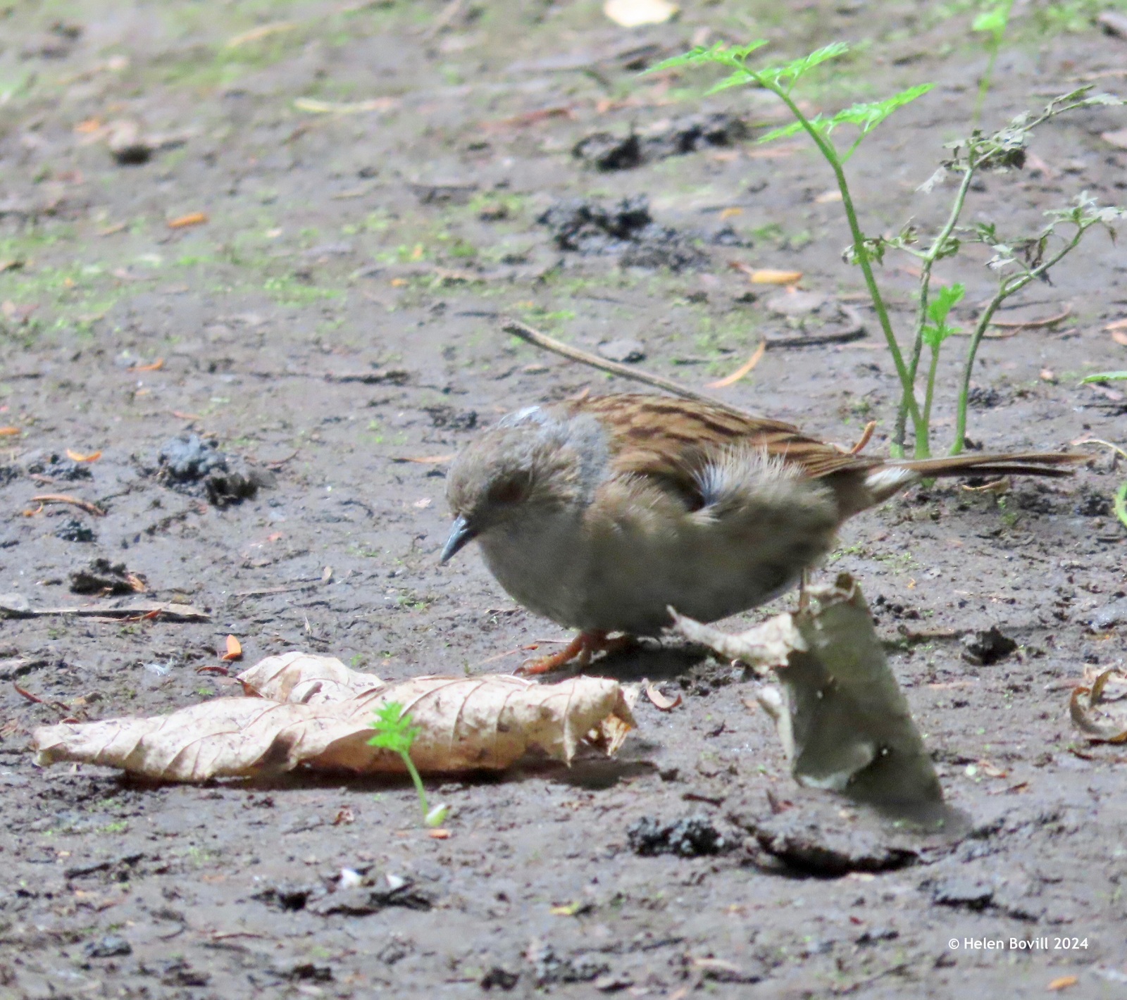 A Dunnock (similar to a Sparrow) in the cemetery