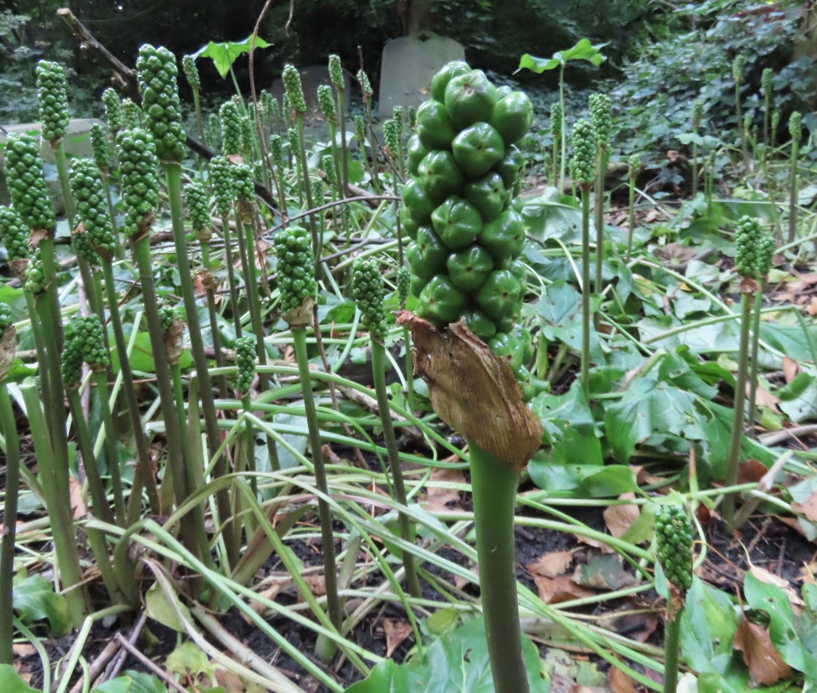 The green, unripe seeds of the Cuckoo-pint plant growing in the cemetery