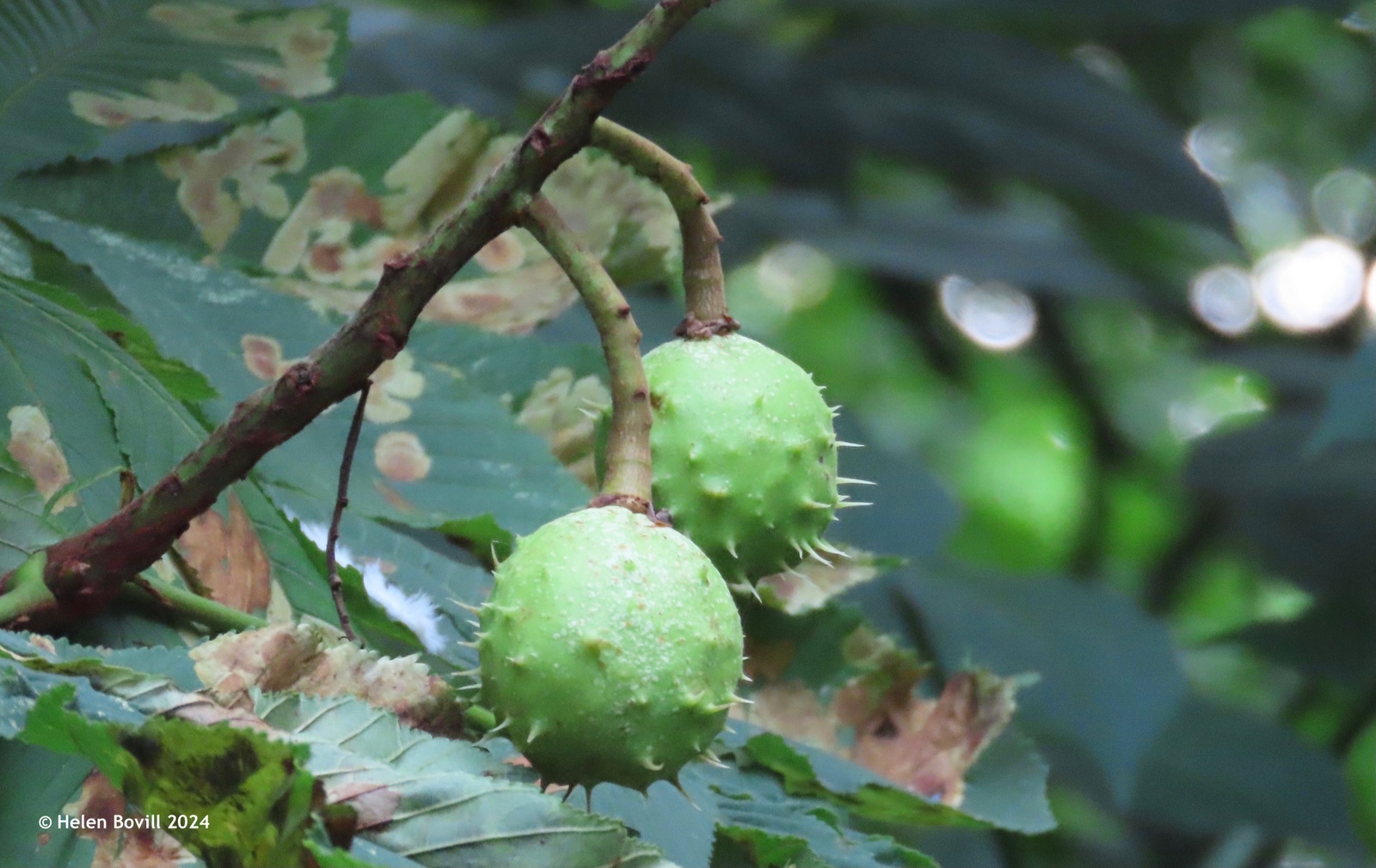 Two Horse Chestnut fruits, or "conkers"