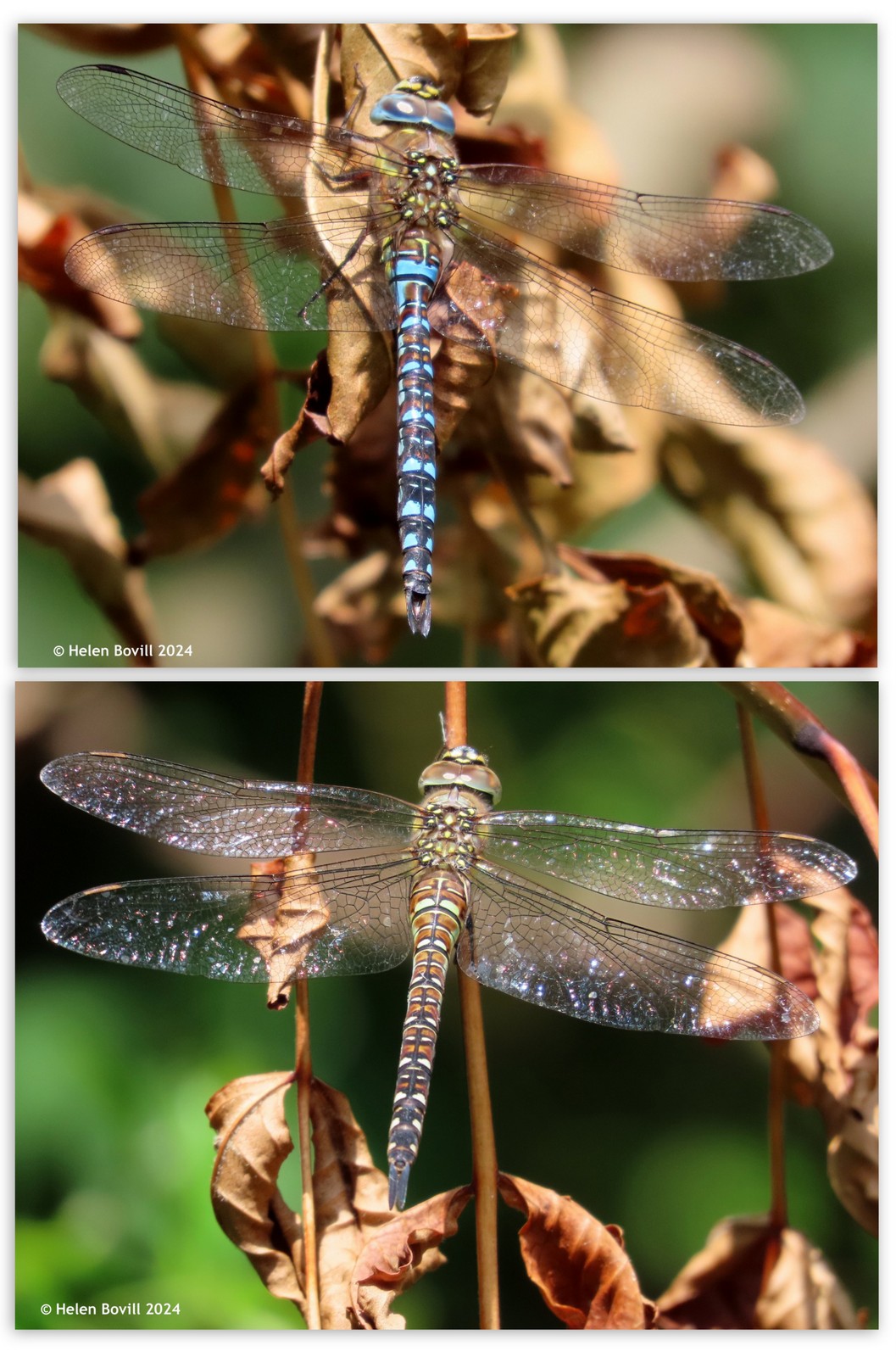 Two Migrant Hawker dragonflies resting on dried leaves and branches in the cemetery