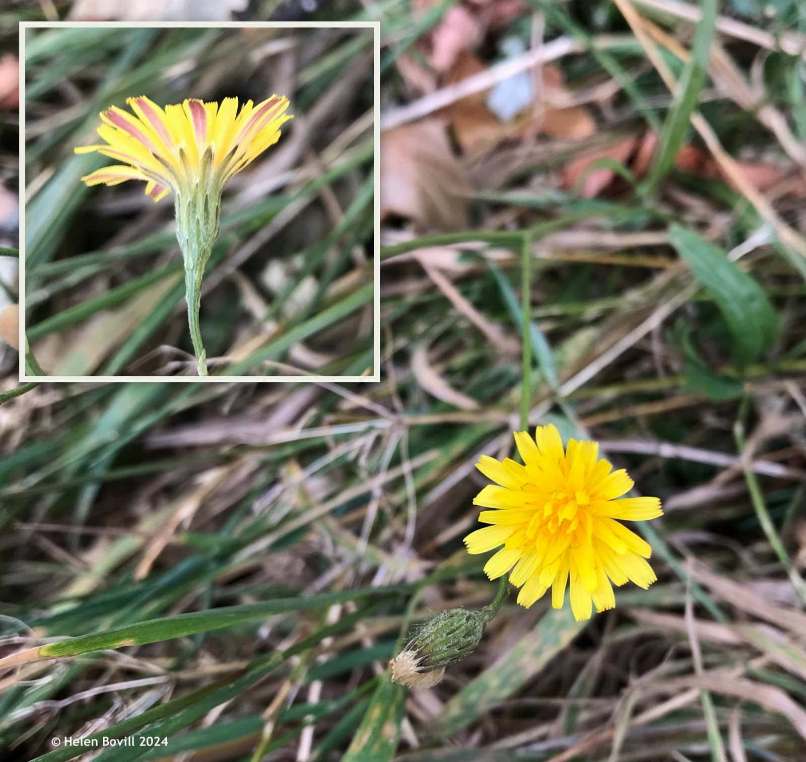 Two photos showing the top and side view of a yellow flower with long thin green leaves