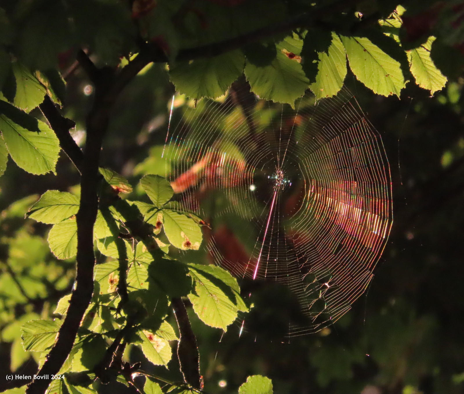 A spider's web, shining in the sun, on a Horse Chestnut Tree