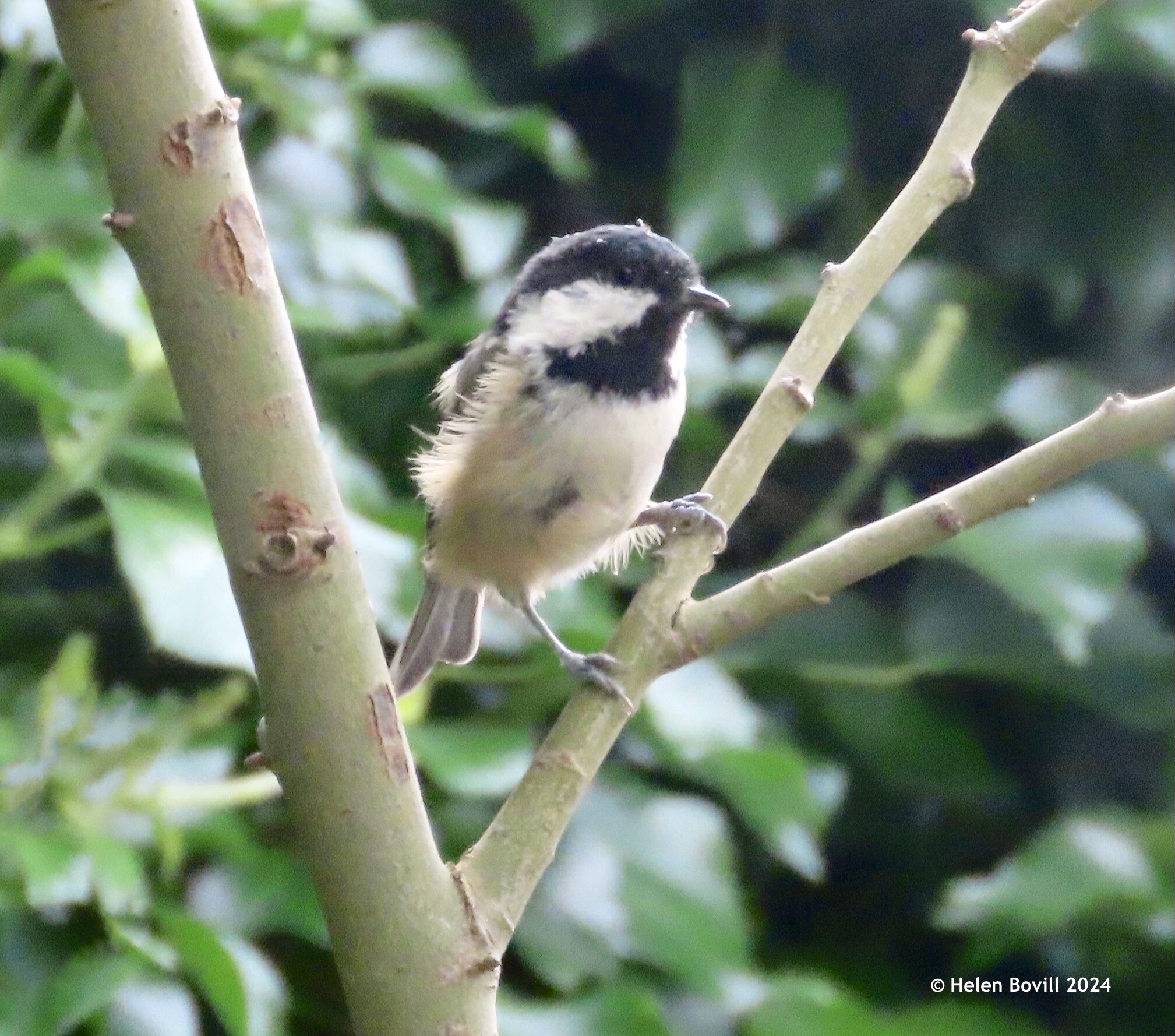 Coal Tit on a branch