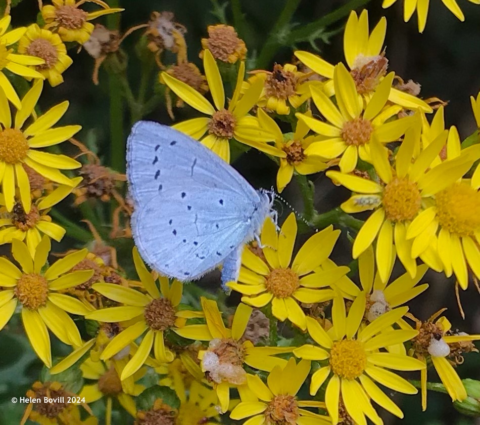 Holly Blue butterfly on yellow Ragwort flowers