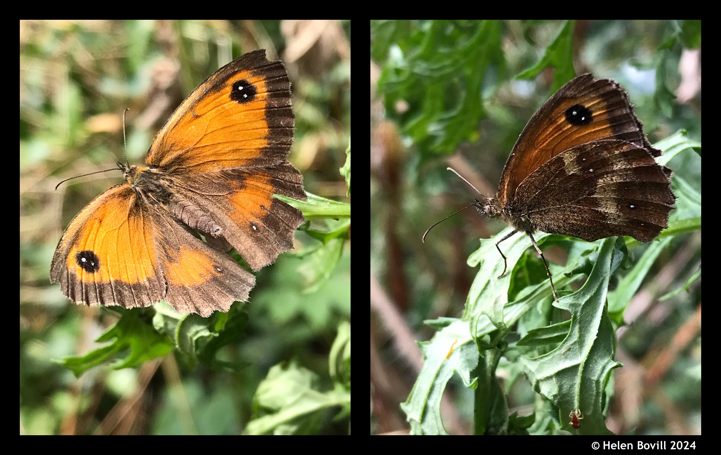 Two photos of an orange and brown female Gatekeeper butterfly, one showing the wings open and the other showing the wings closed 