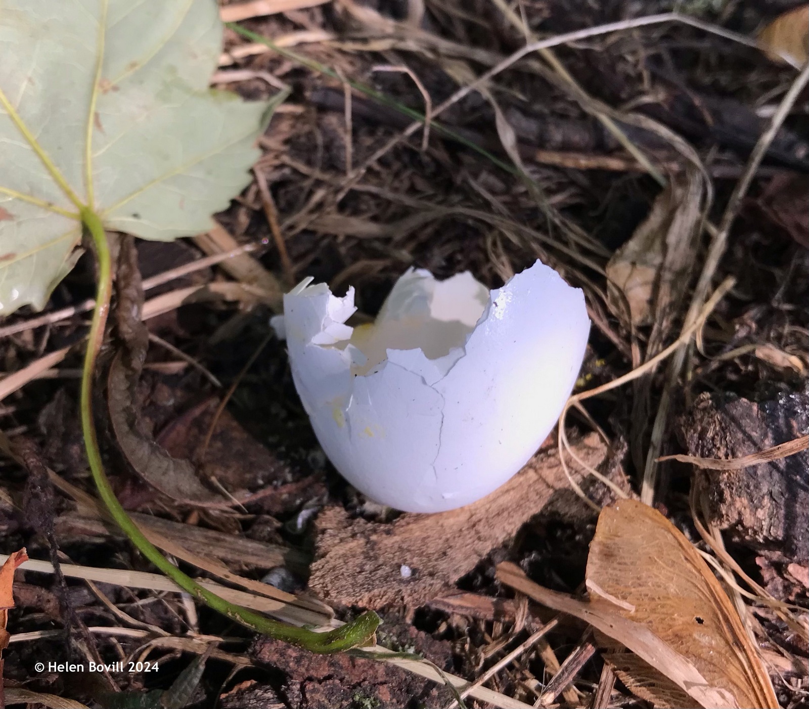 A white eggshell lying on the ground in the cemetery