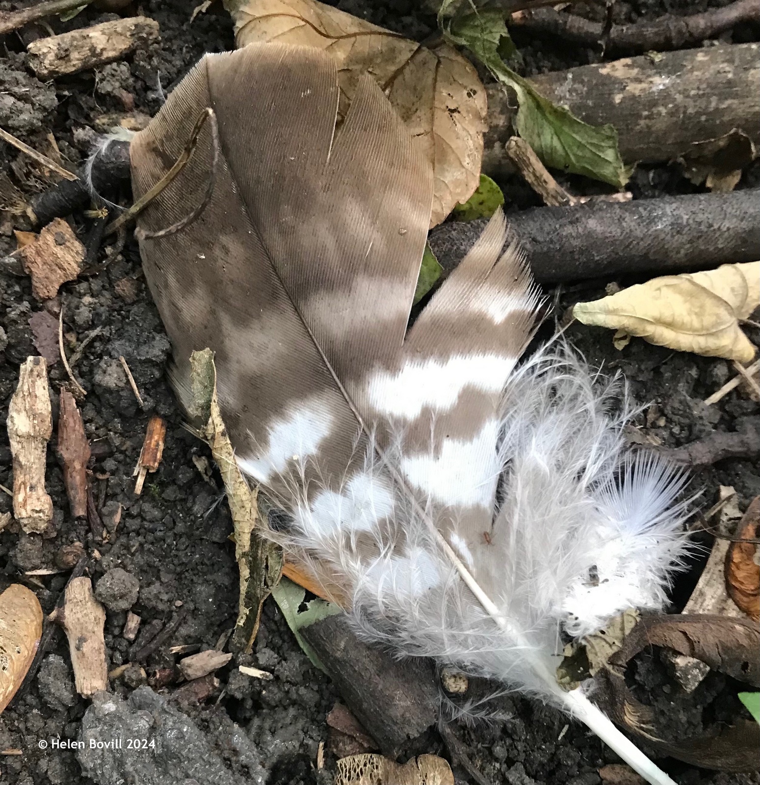 A brown and white striped feather on the ground in the cemetery