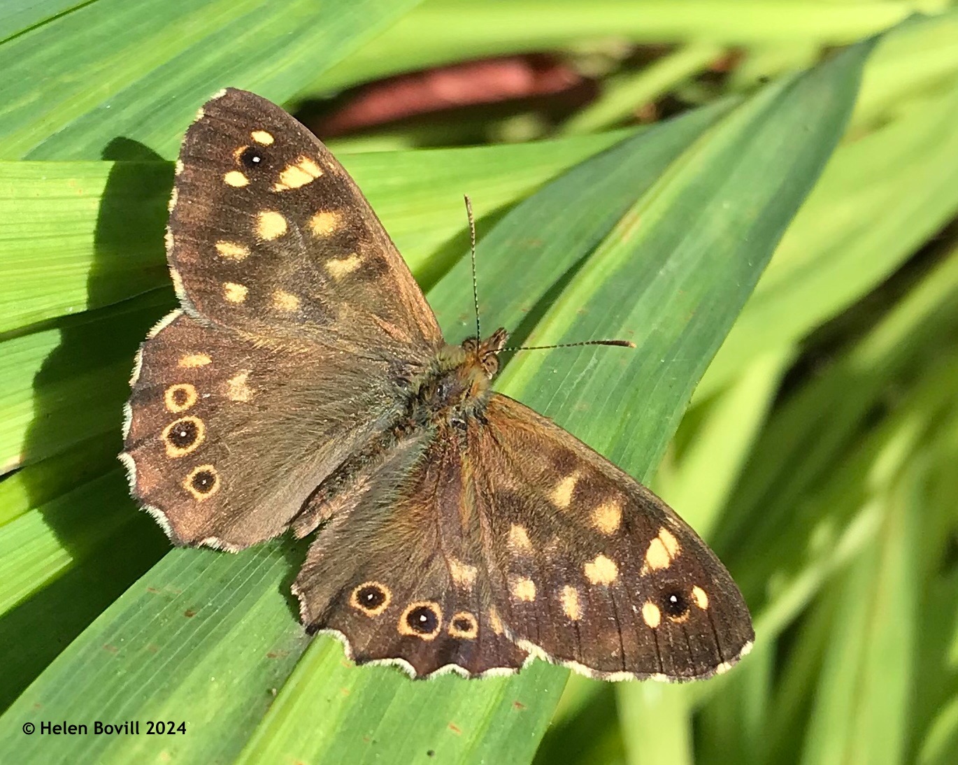 A Speckled Wood butterfly on a leaf in the Quaker Burial Ground part of the cemetery