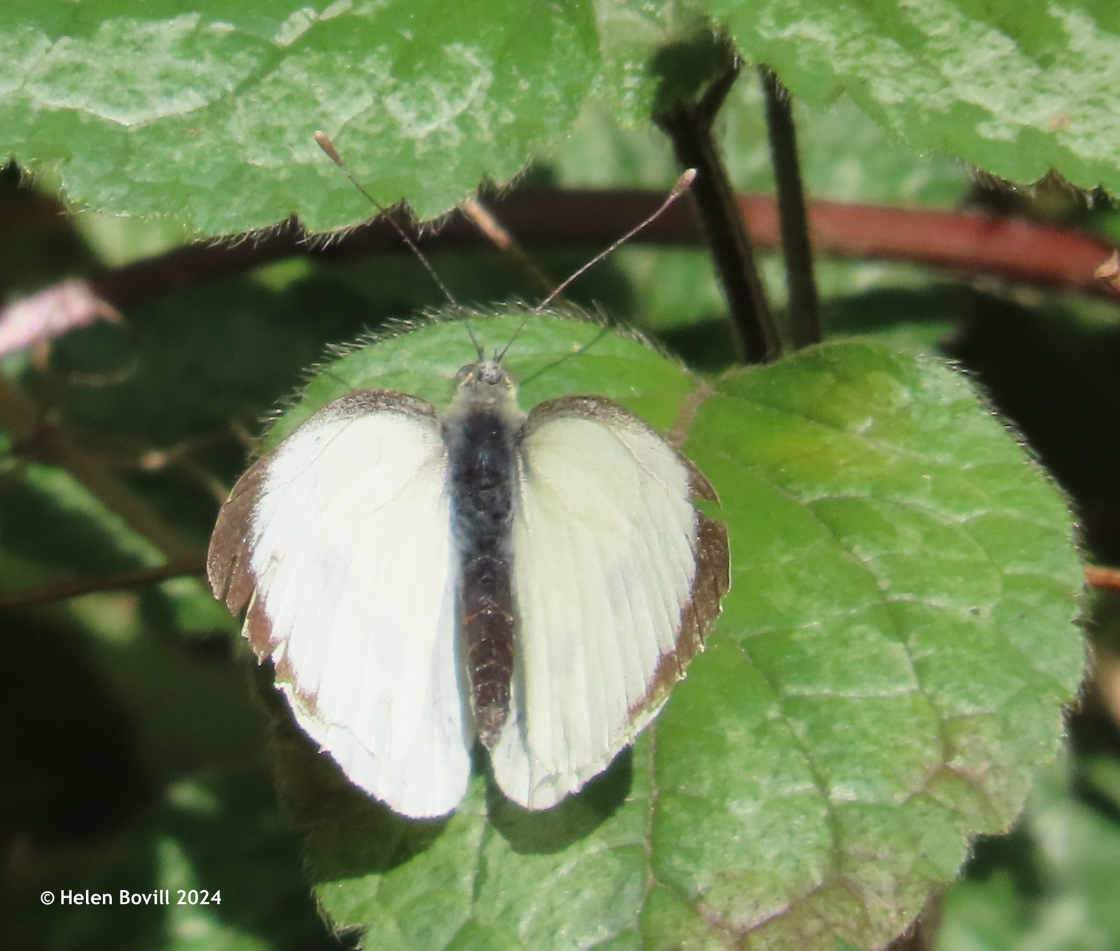 A Large White Butterfly on a leaf