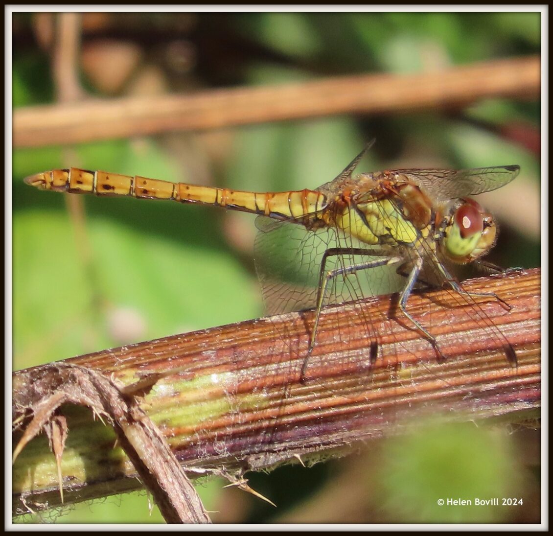 A green Common Darter dragonfly on the bent stem of a nettle plant