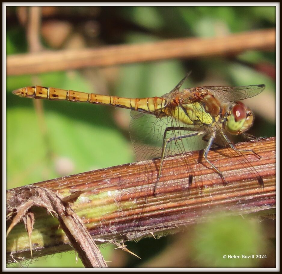 Cemetery Wildlife – August 2024