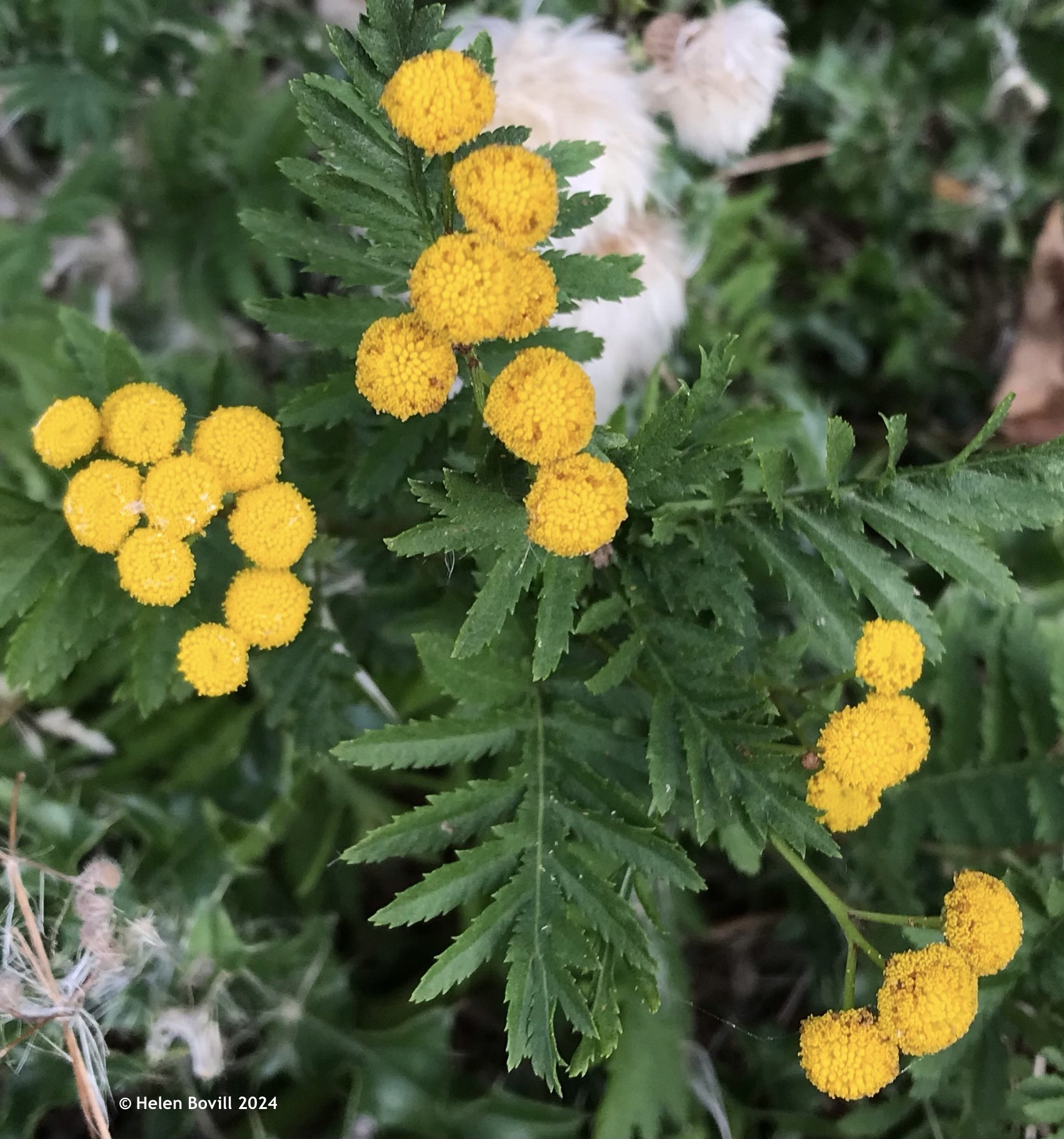 Tansy