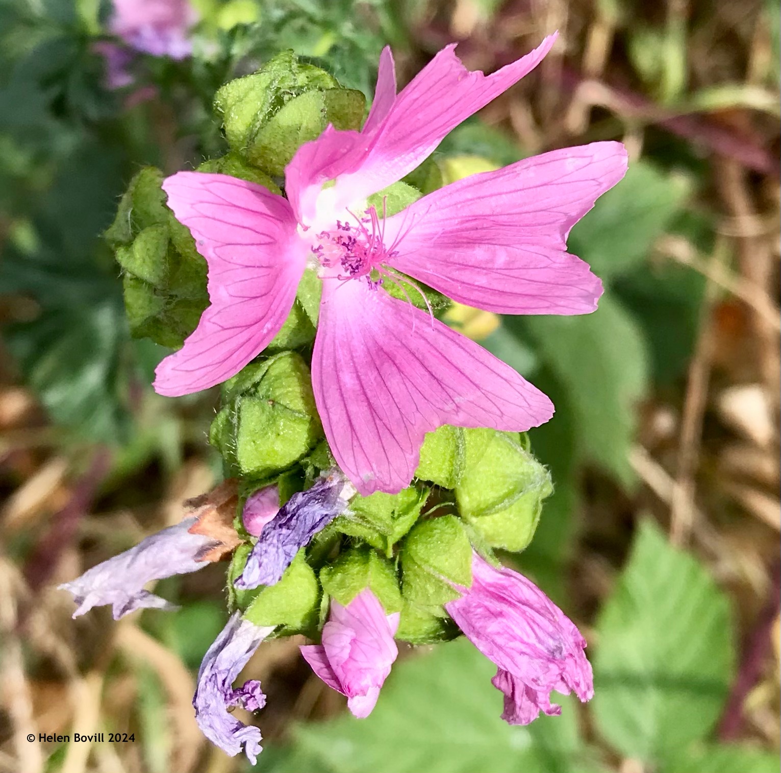 The pink flowers of Musk Mallow