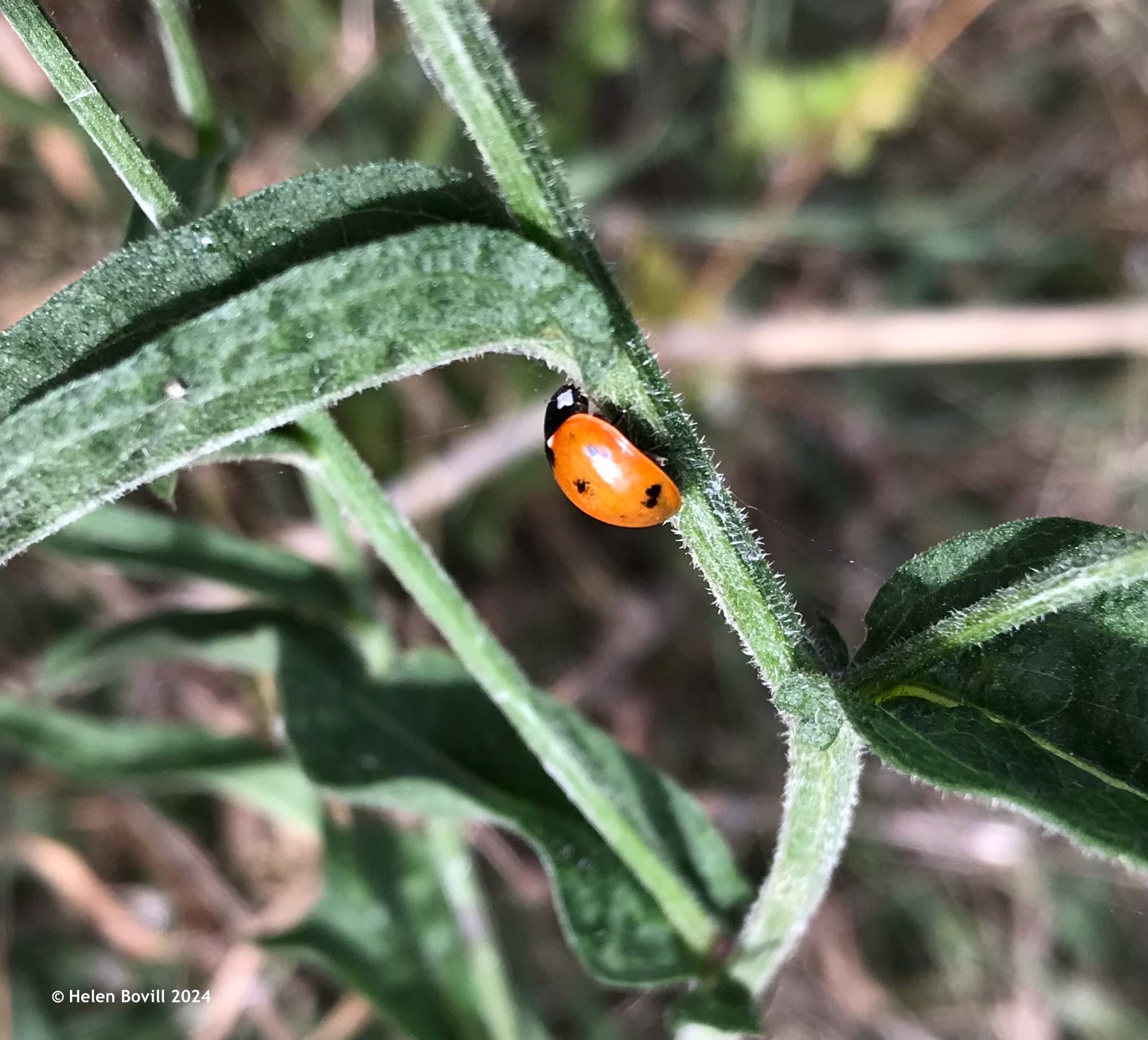 A 7-spot Ladybird on a leaf in the cemetery