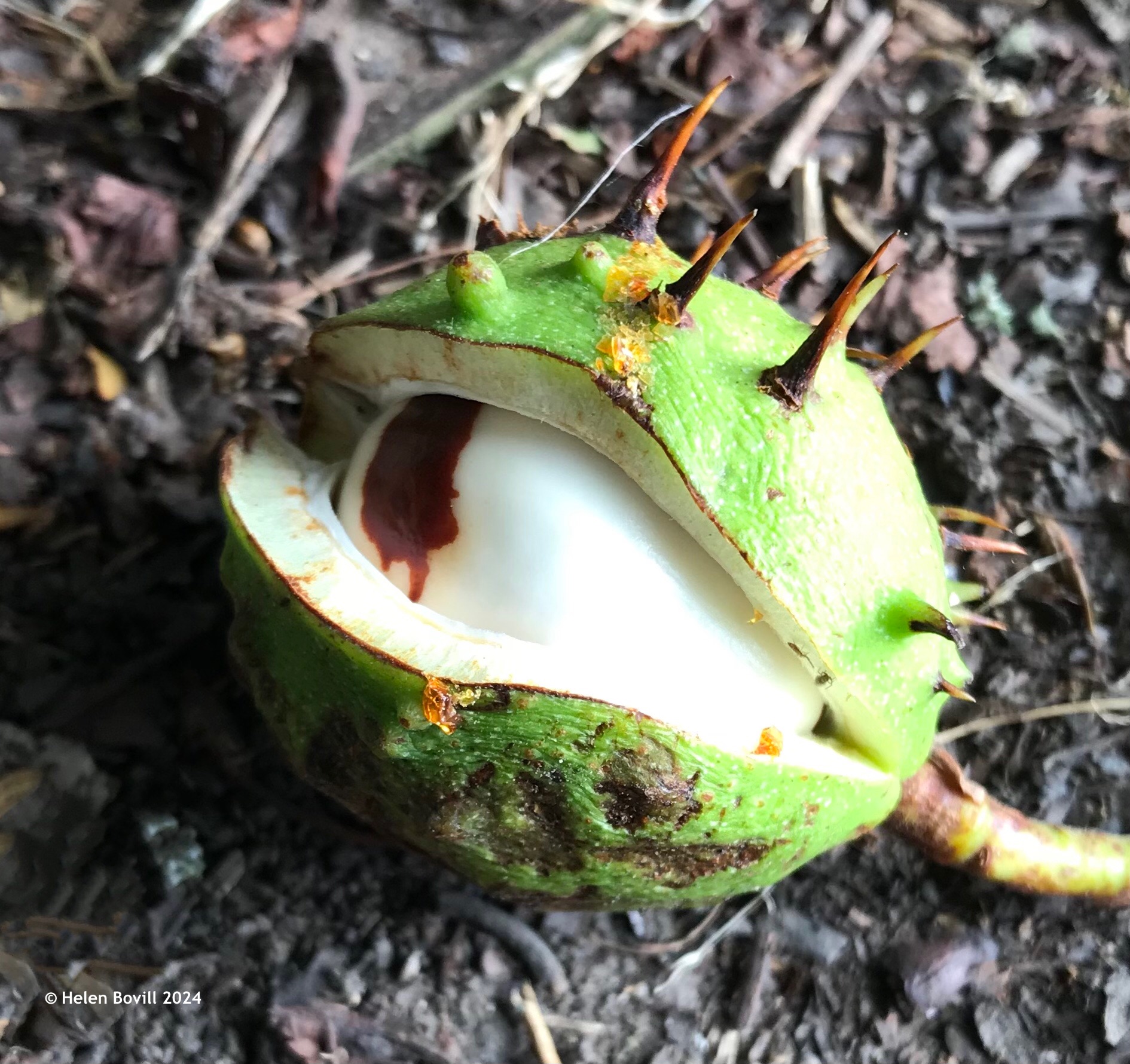 A fallen Horse Chesnut fruit with the outer casing partially opened and the unripe fruit inside