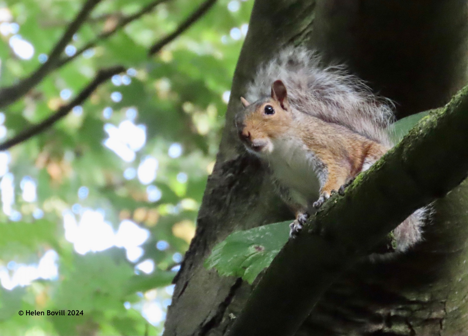 A Squirrel high up in a tree in the cemetery