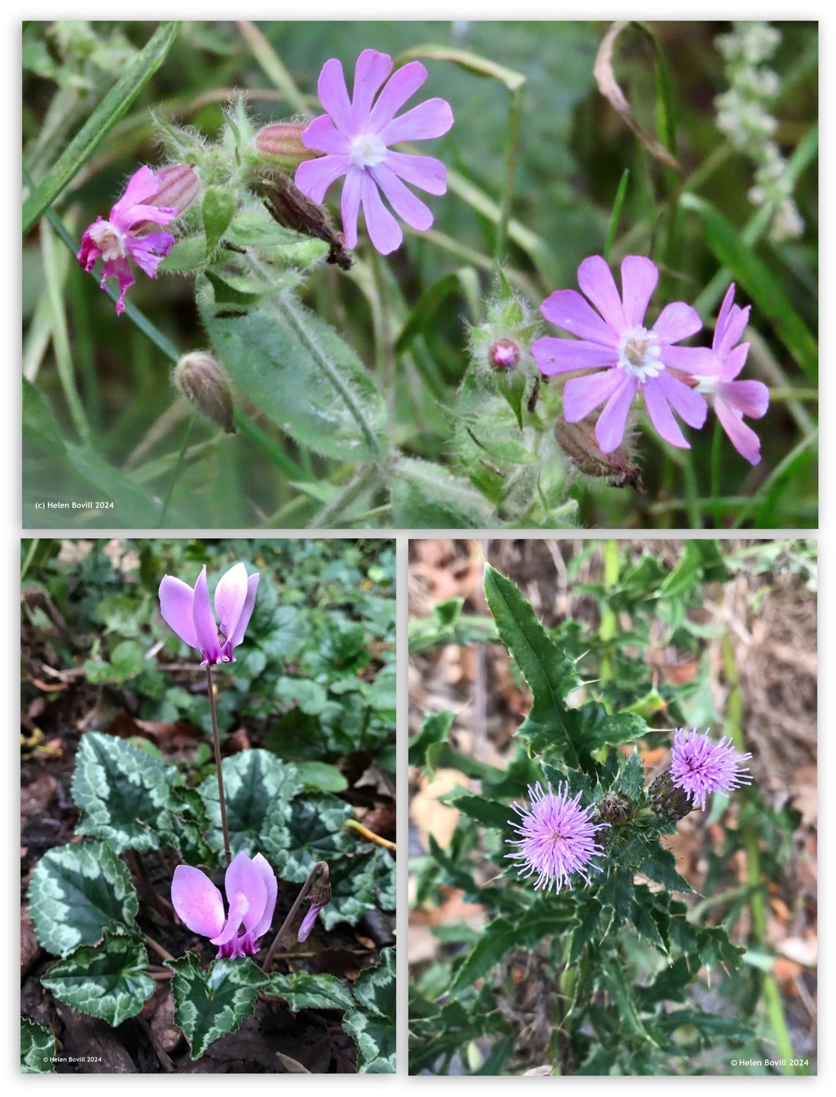 Three photos of plants with pink flowers on them