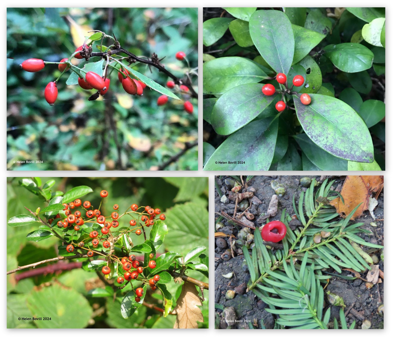 Four photos of plants with red berries on them