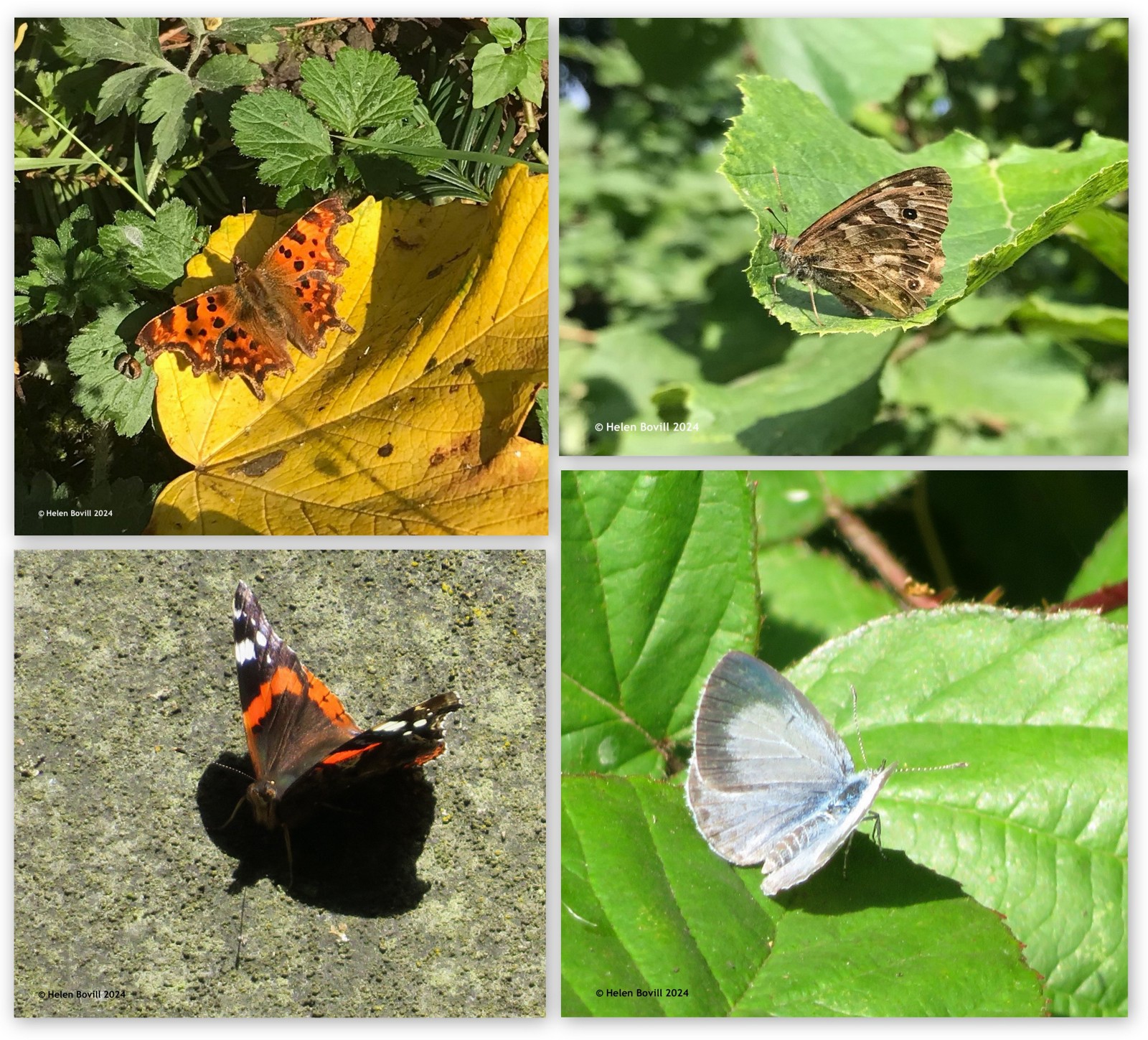 Four photos of butterflies in the cemetery - Comma, Speckled Wood, Red Admiral and Holly Blue