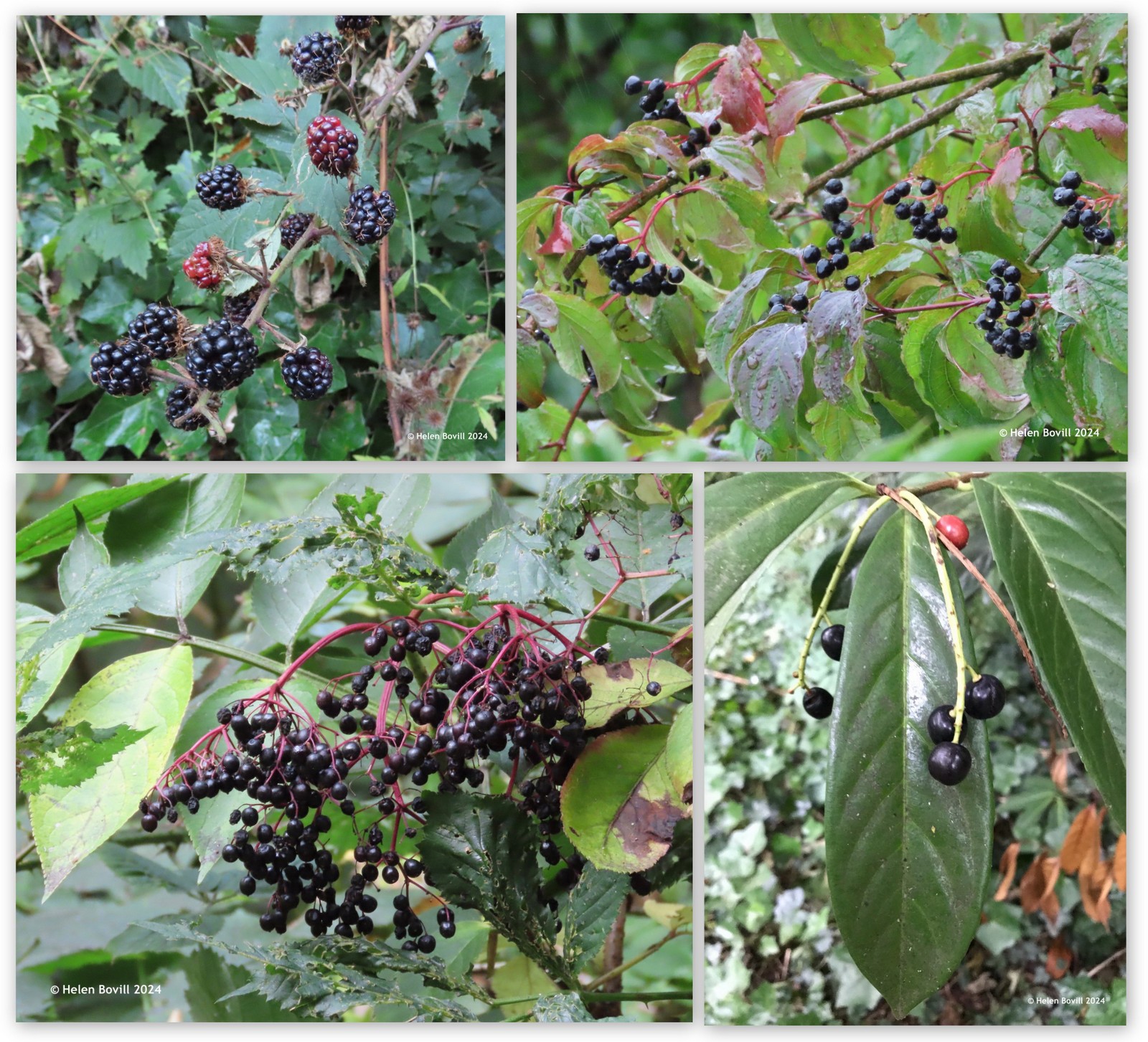 Four photos showing plants in the cemetery with black berries on them.