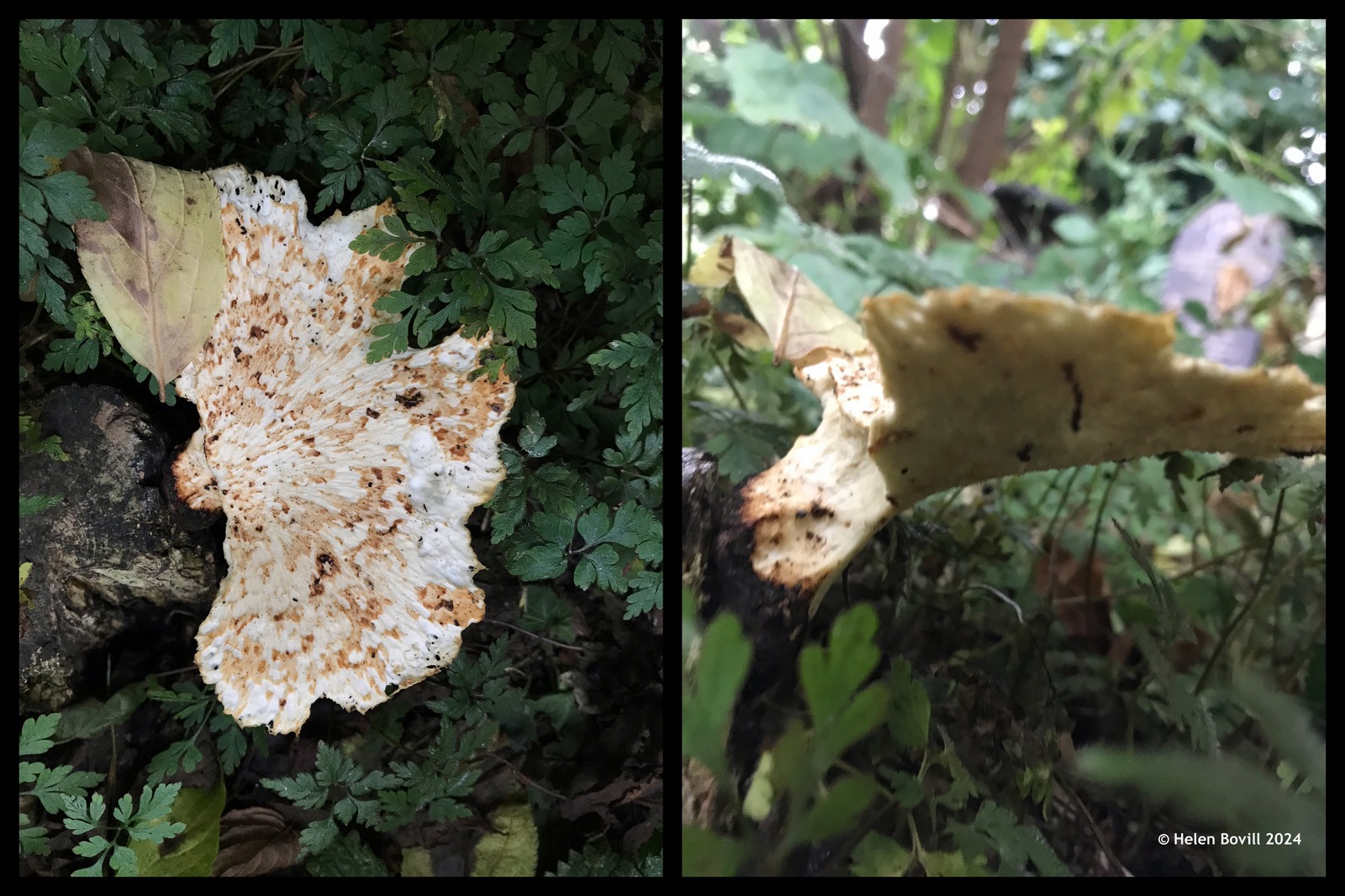 Fungus growing in the cemetery