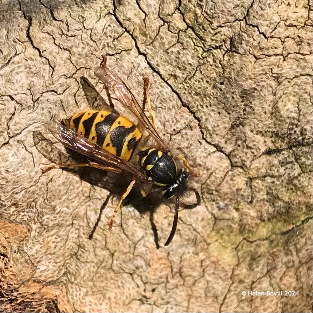 A wasp on a fallen log