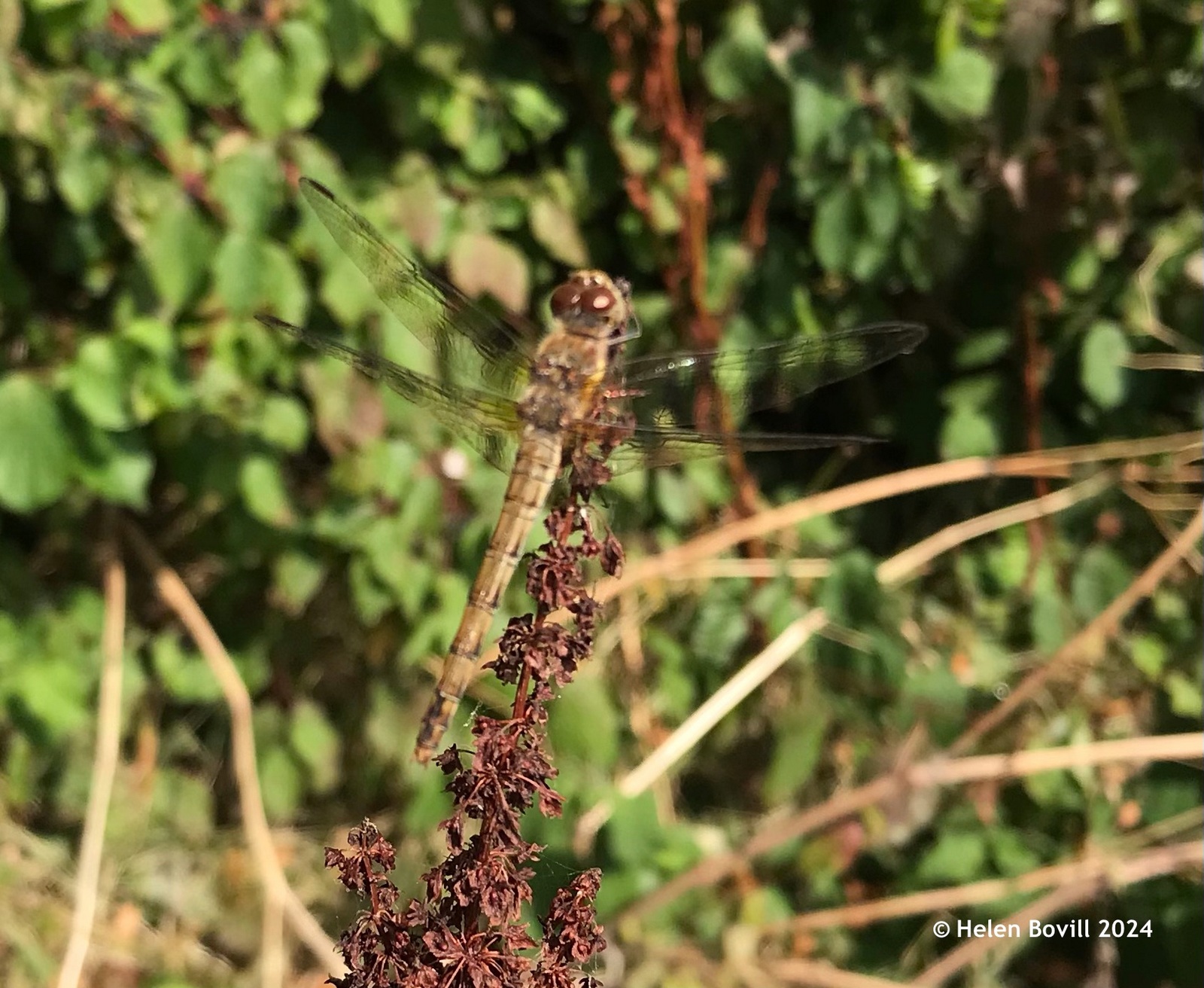 Common Darter dragonfly on dried Dock seeds